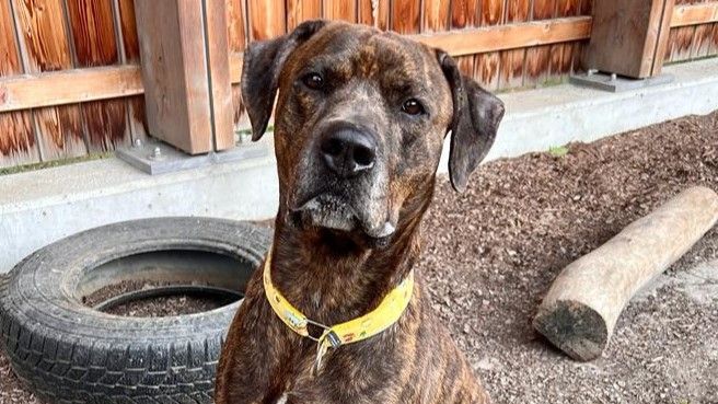 Herkules hat gelernt, wieder zu vertrauen.