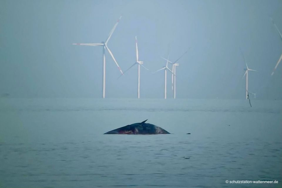 Ein etwa 16 Meter langer Pottwal bereitet den Behörden von Sylt Sorgen.