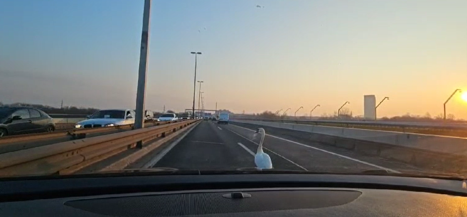 Ein Schwan landete auf der Nordbrücke in Wien.