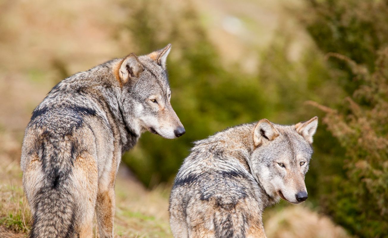 Grauwölfe in Schottland. 