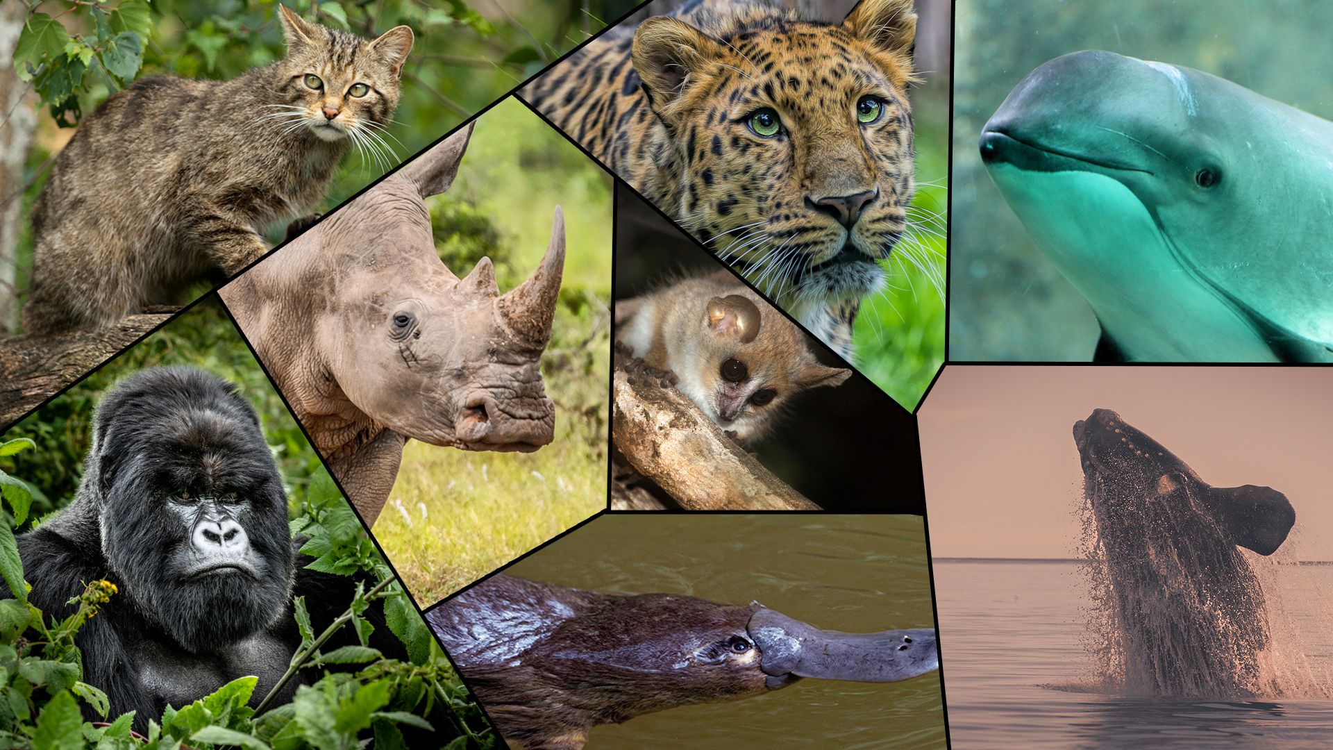 Mindestens zehn Tierarten sollen in zehn Jahren verschwunden sein. 