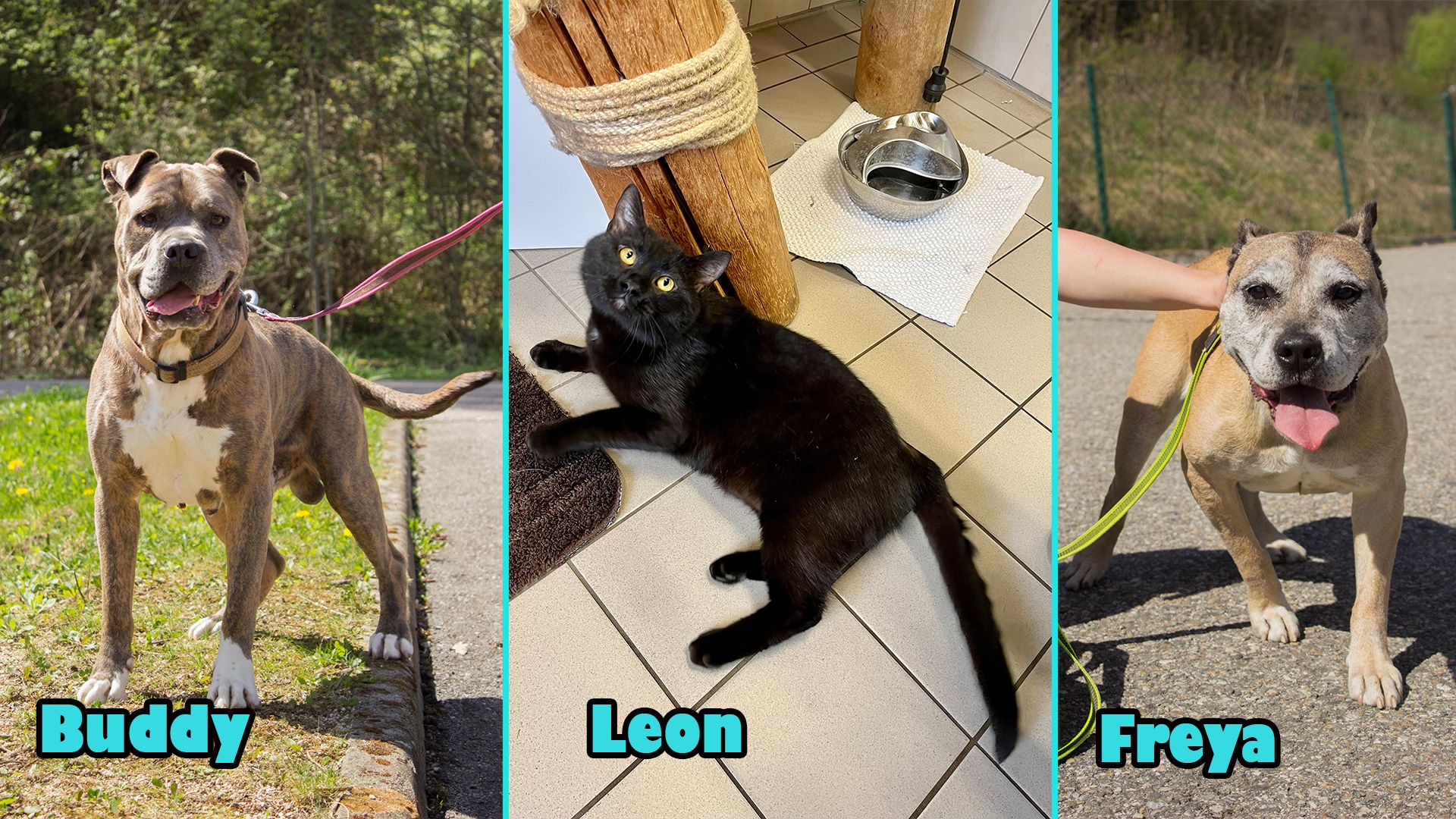 Drei wunderbare Haustiere warten auf ihre zweite Chance.