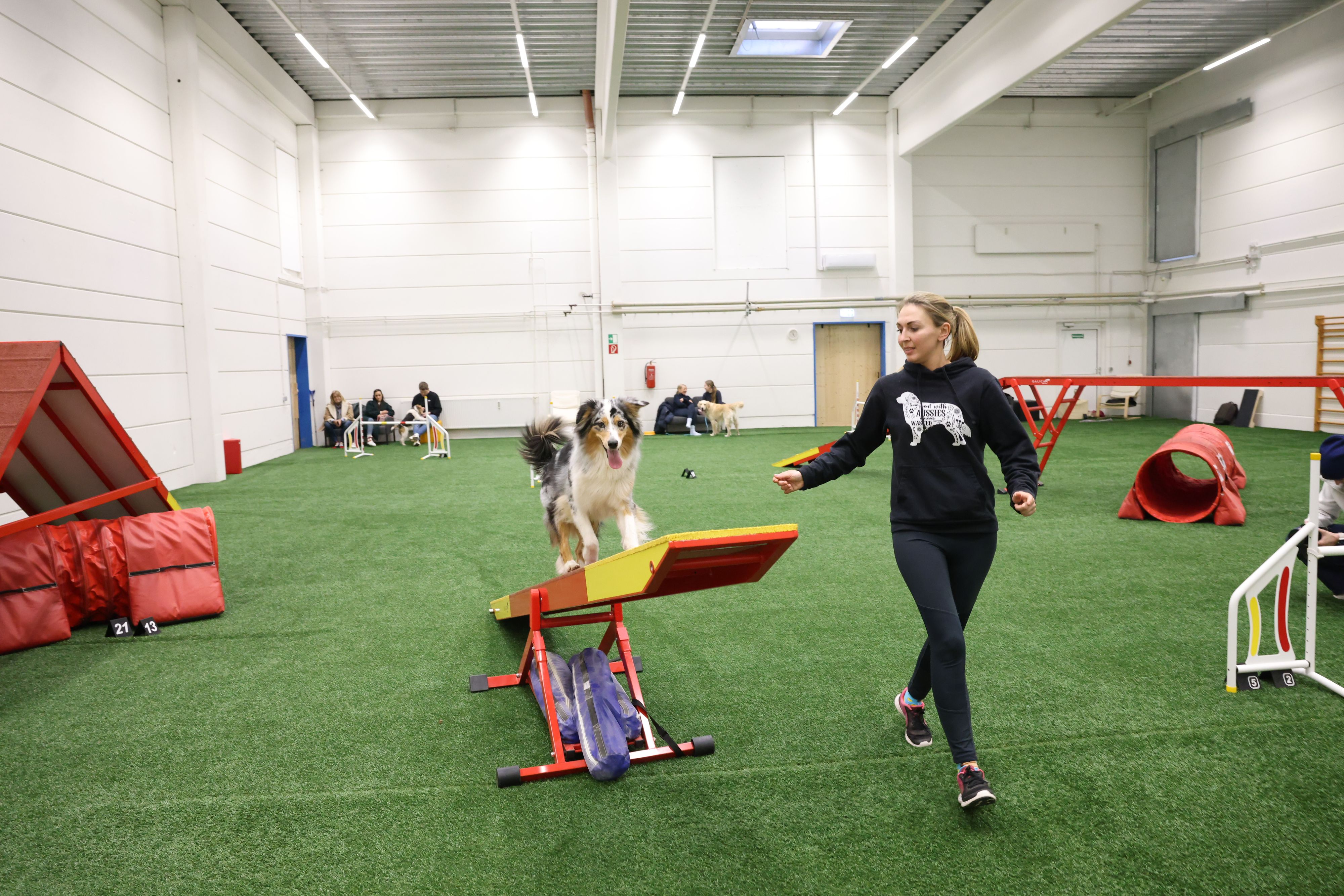 Seit vier Jahren kommt Jenny mit Fee (Australian Shepherd) zum Training nach Liesing.