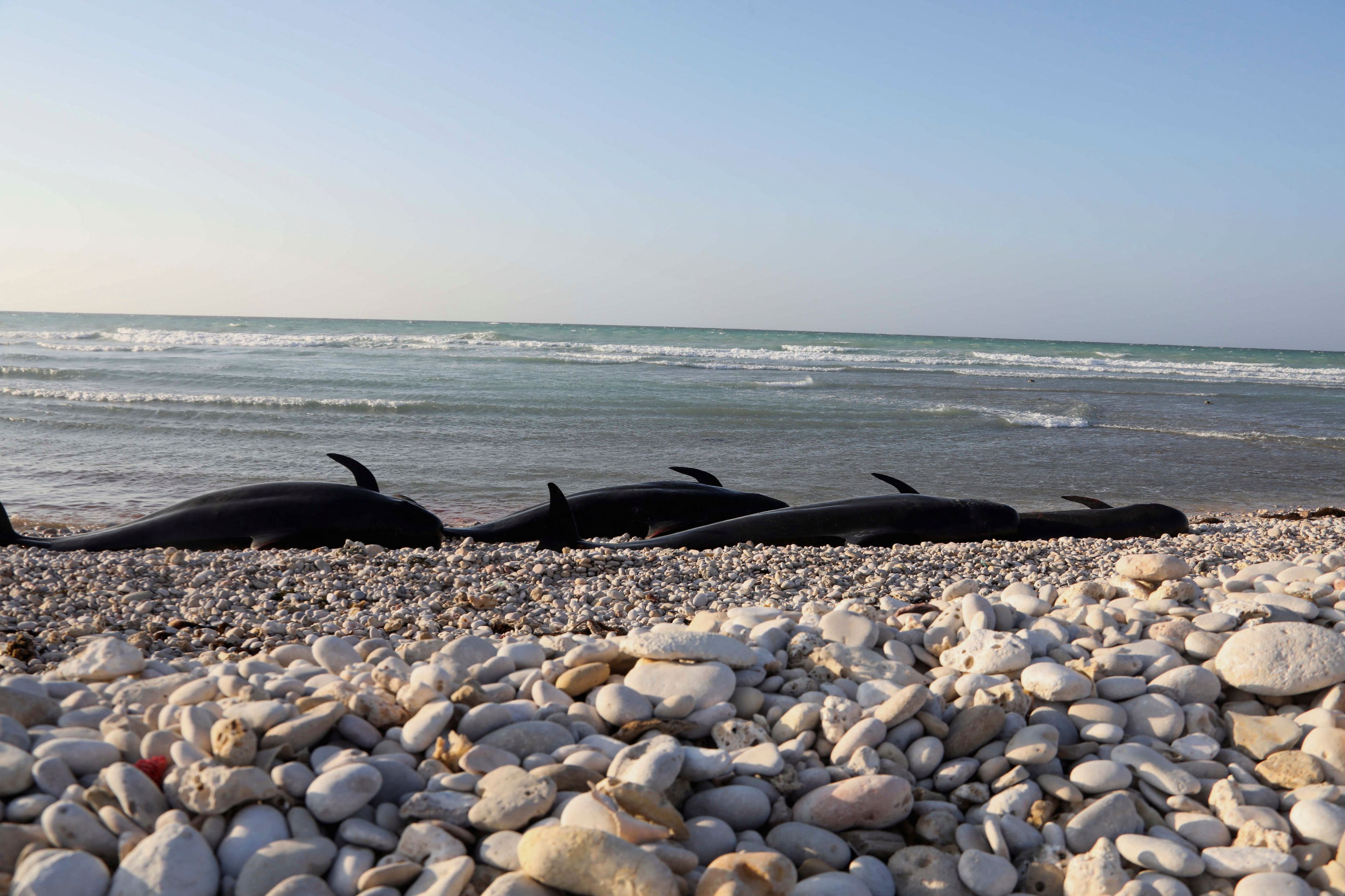 In Tasmanien sind 157 Delfine an einer abgelegenen Bucht gestrandet. (Symbolbild)