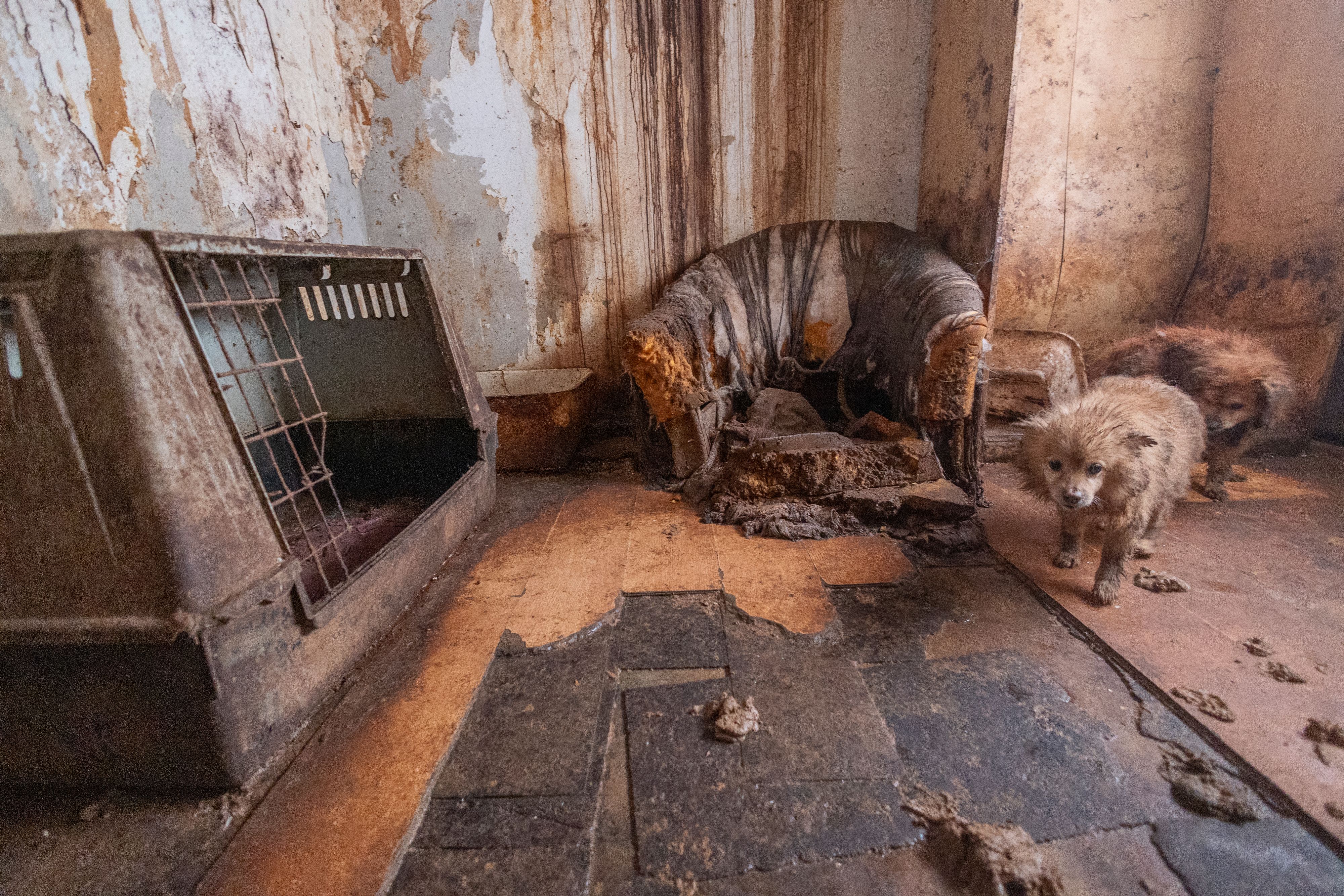 Keiner weiß bisher, wie lange diese 40 Hund bereits sich selbst überlassen waren.