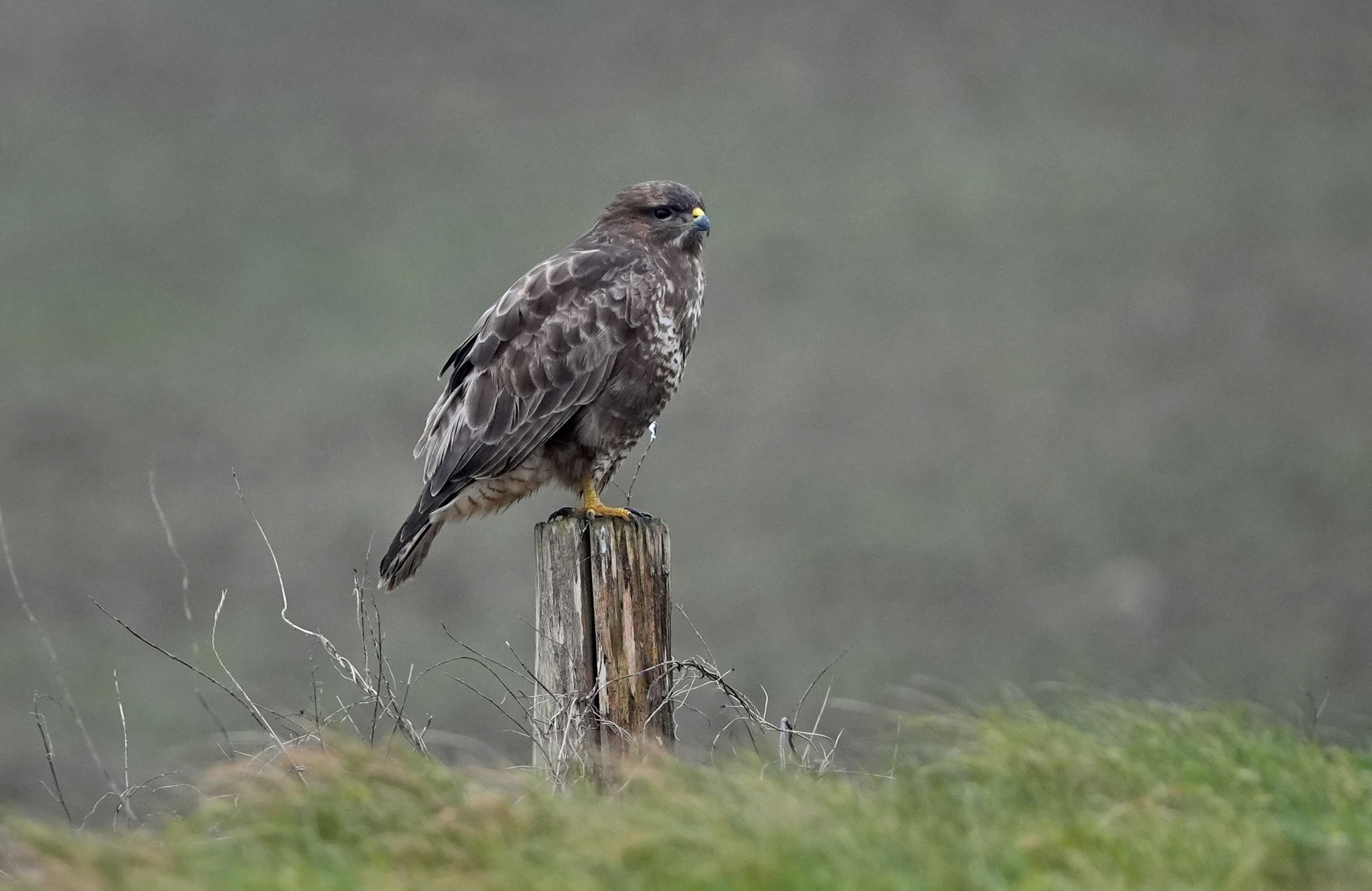 Ein Bussard wurde Opfer eines Wilderers. Dieser gab gegenüber der Polizei an, dass dieser in den vergangenen Wochen 25 Hühner seiner Hühnerzucht getötet habe.