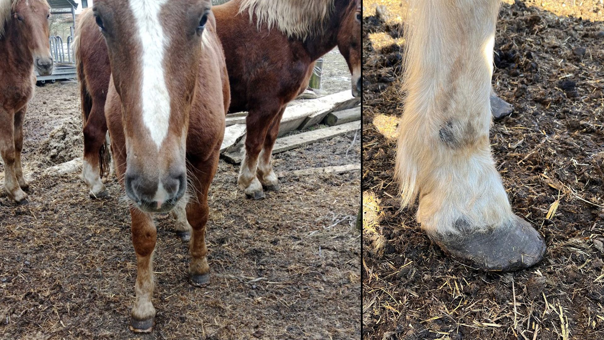 Behördenauflagen werden hier laut der Pfotenhilfe in Lochen nicht eingehalten.
