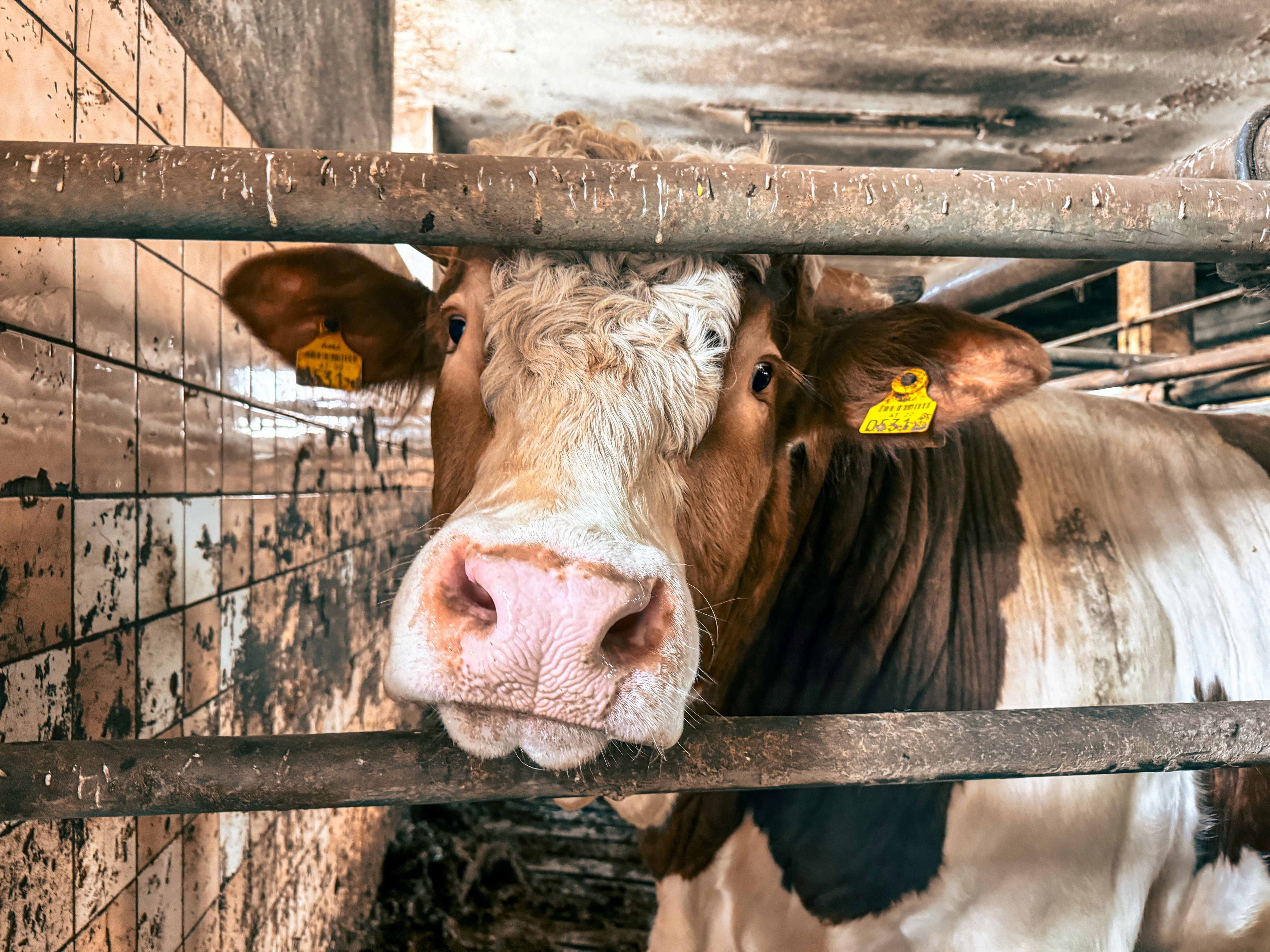 Normalerweise werden Stiere aus der Mast mit spätestens zwei Jahren geschlachtet.