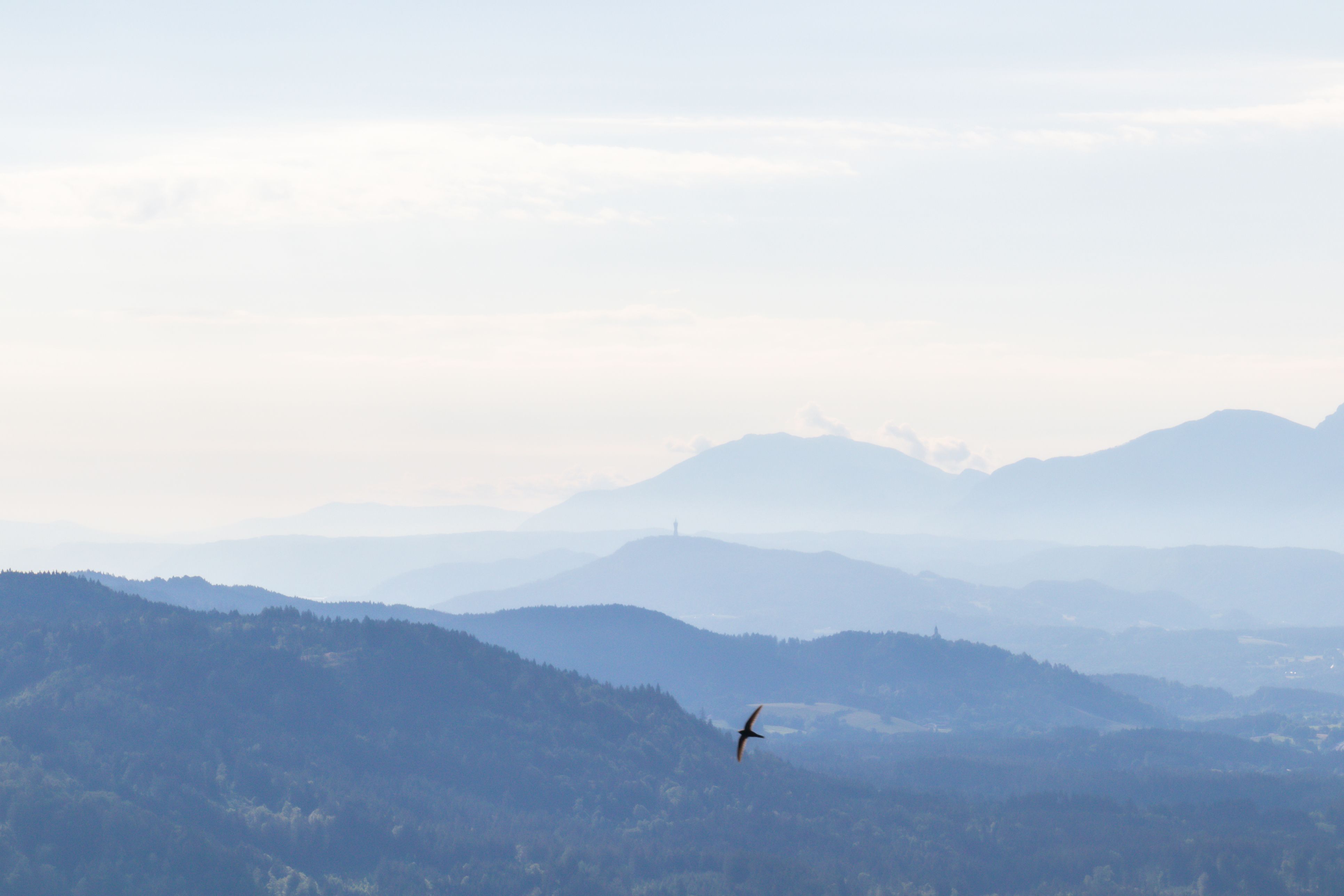 Ein Greifvogel kreist in Kärnten über den Bergen  (Archivfoto)