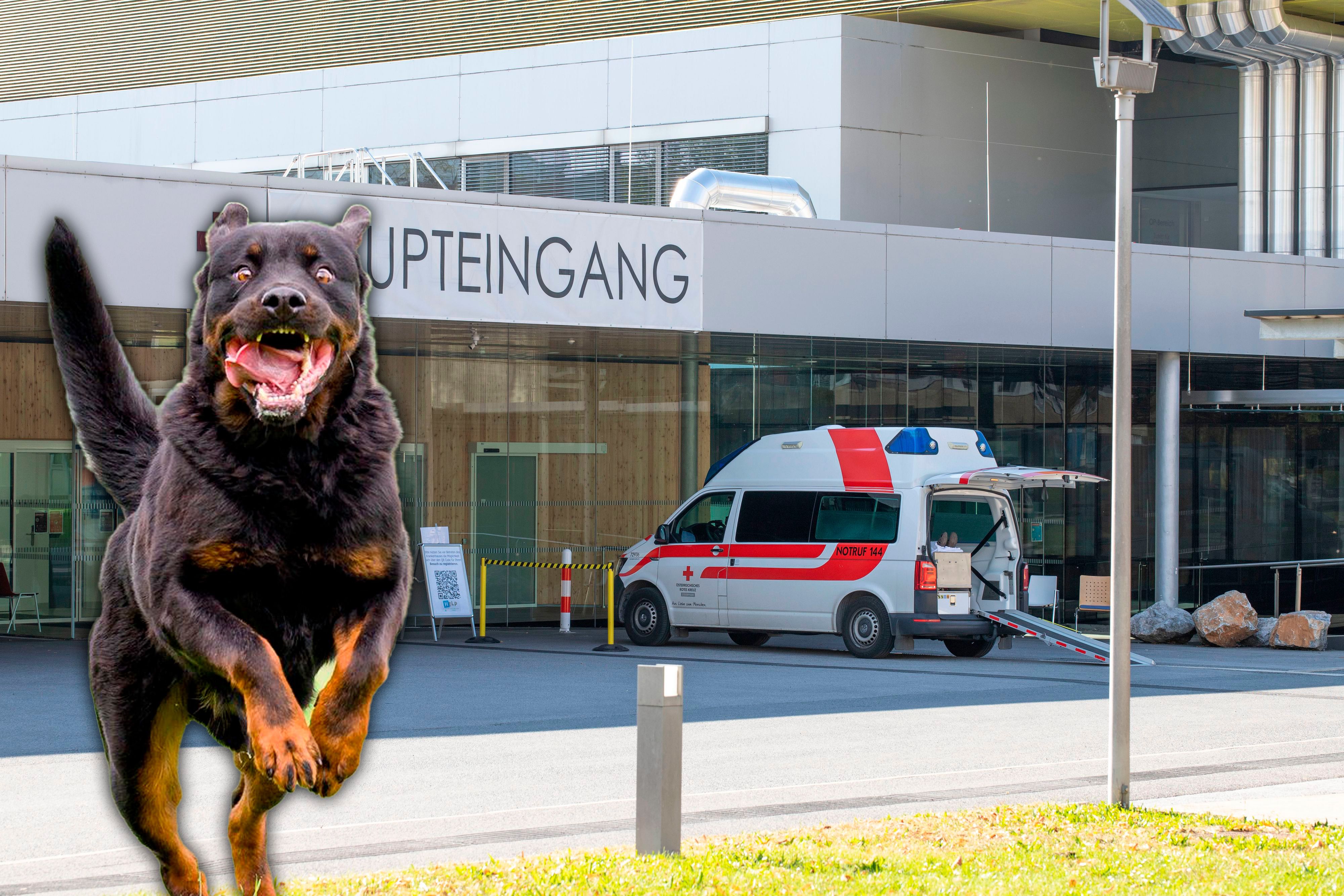 Ein Rottweiler attackierte eine Frau (34) und verletzte sie schwer. 