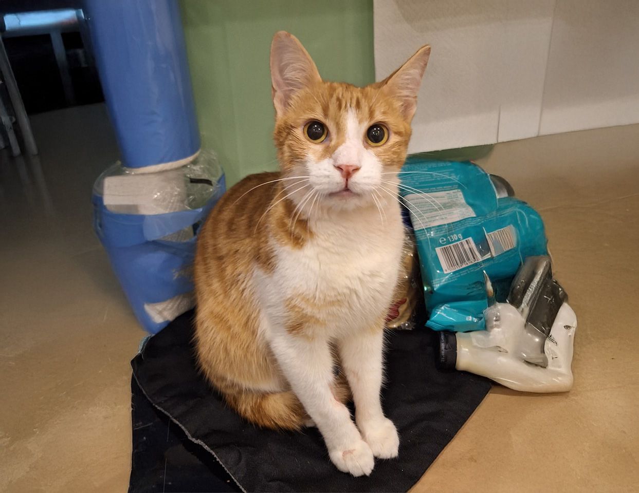 Heute.at - Armer Kater – Ravioli wurden fast alle Zähne gezogen