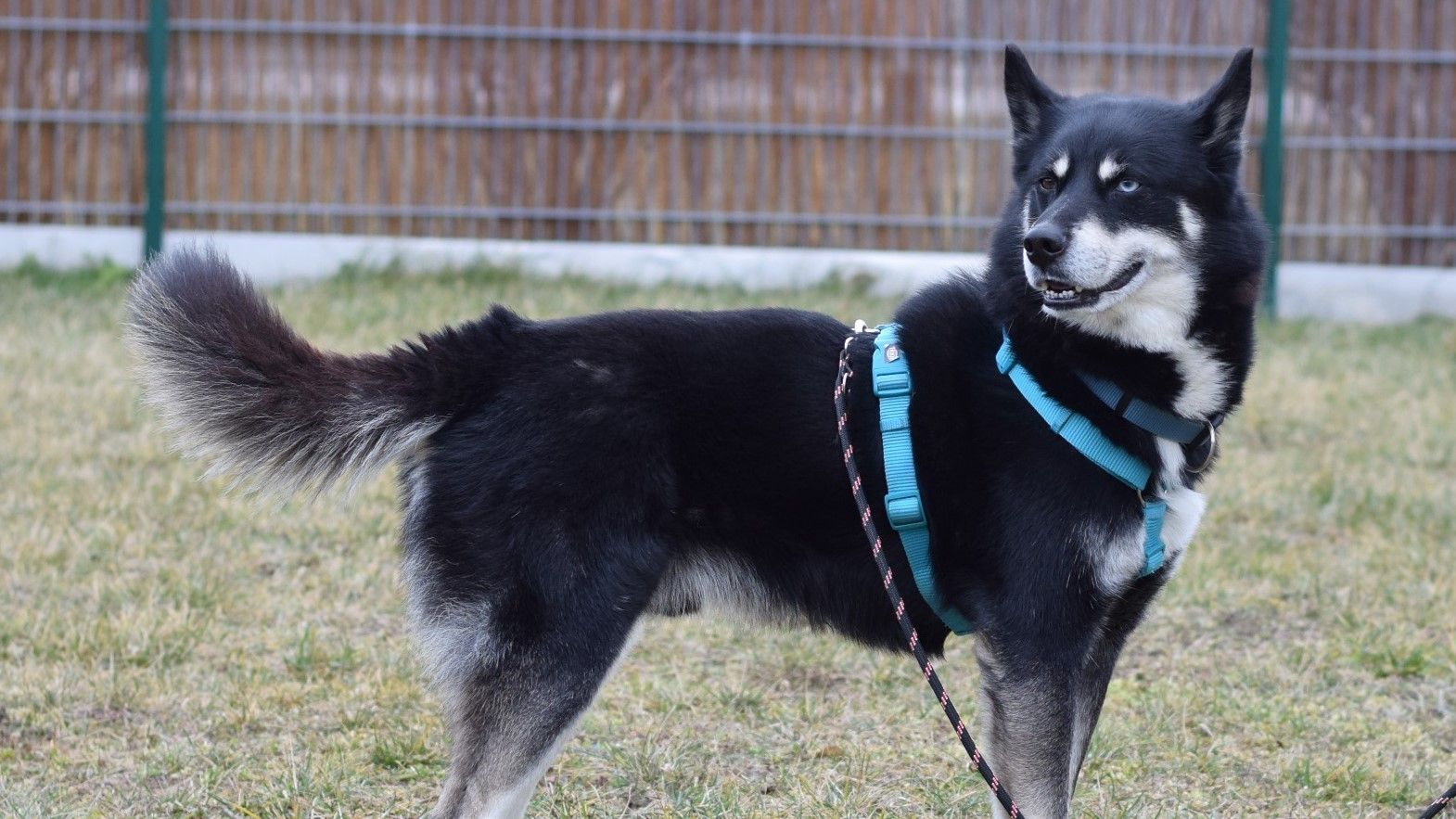Dark ist auf der Suche nach einer Familie, die ihm ein liebevolles und aktives Zuhause schenkt.