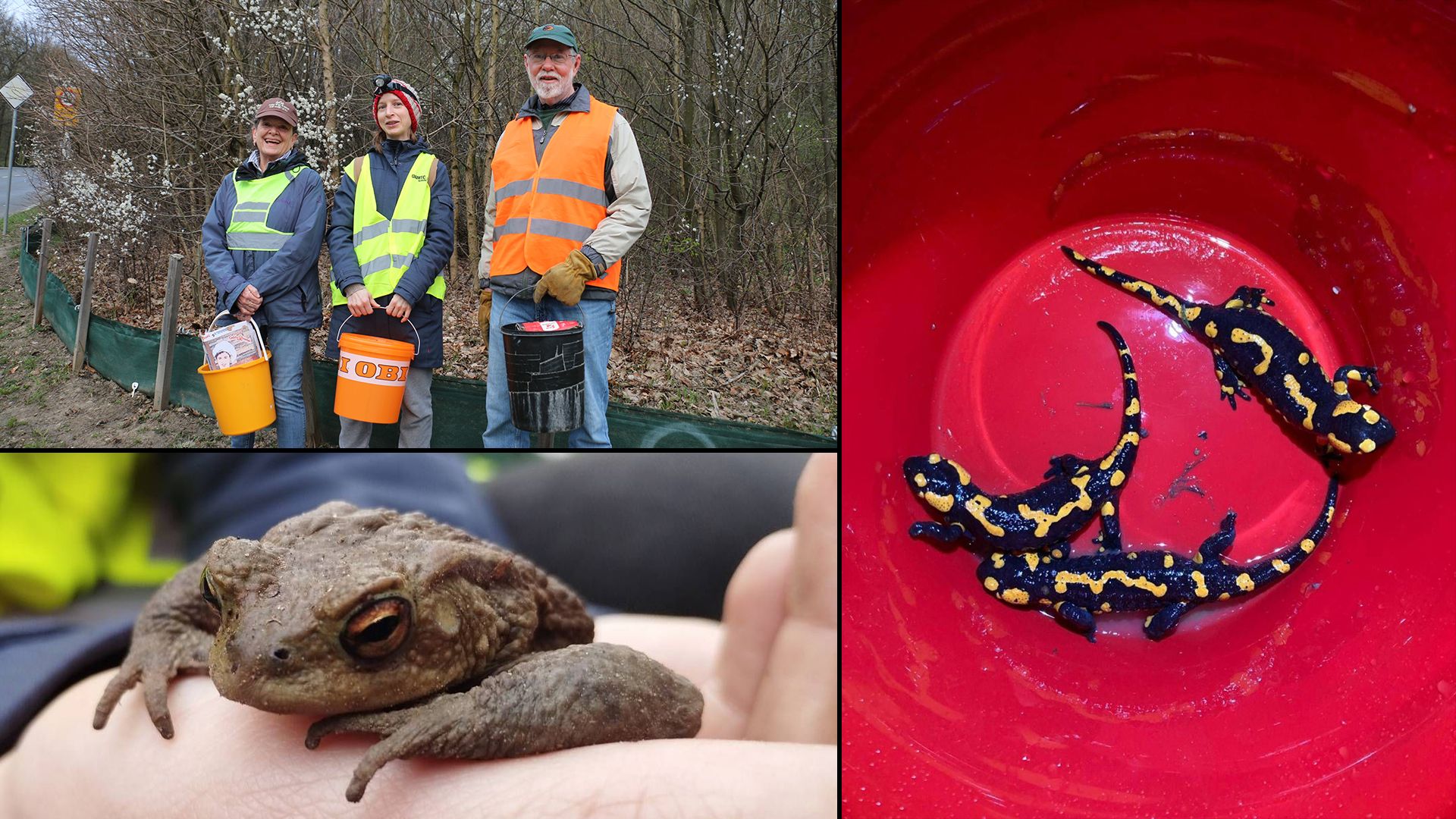 In Hernals sucht man händeringend nach Amphibienrettern.