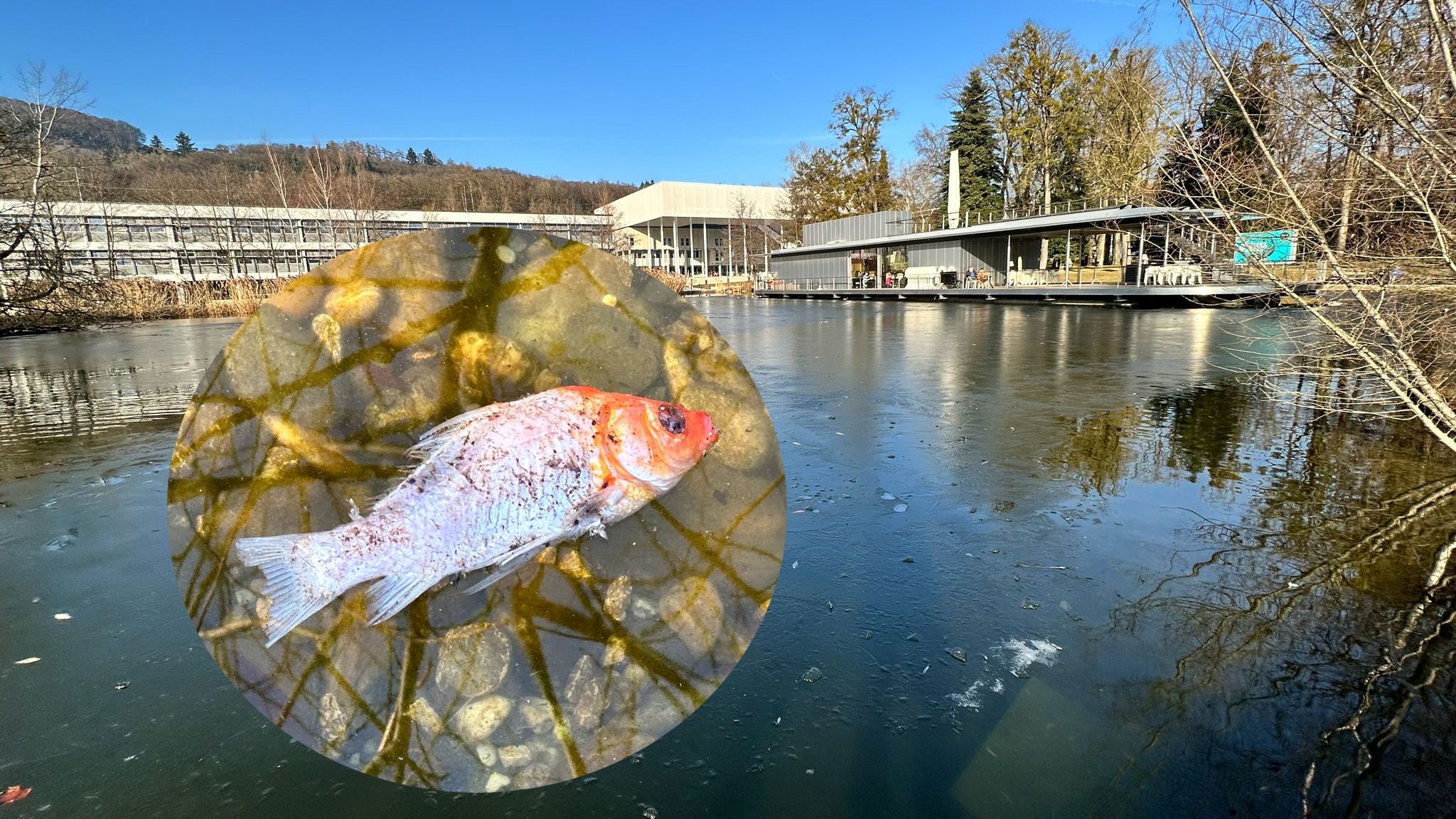 Massenhaft ausgesetzte Fische starben wegen der Kälte im Teich der JKU.
