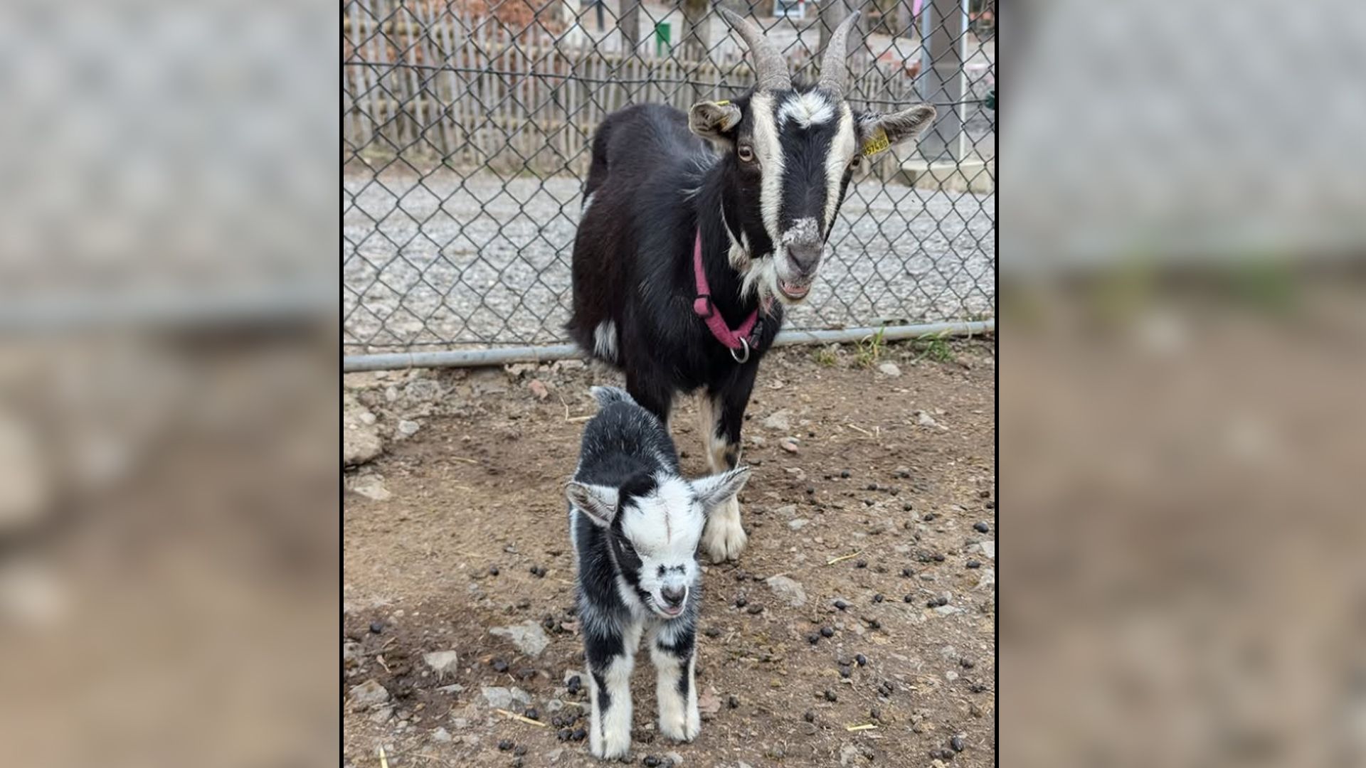 Das kleine Schwesterchen verschwand nur einen Tag nach der Geburt.