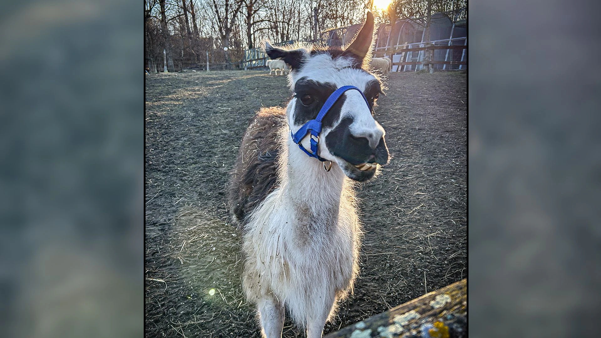 "Eddie" ist ein unfassbar liebes Kerlchen!