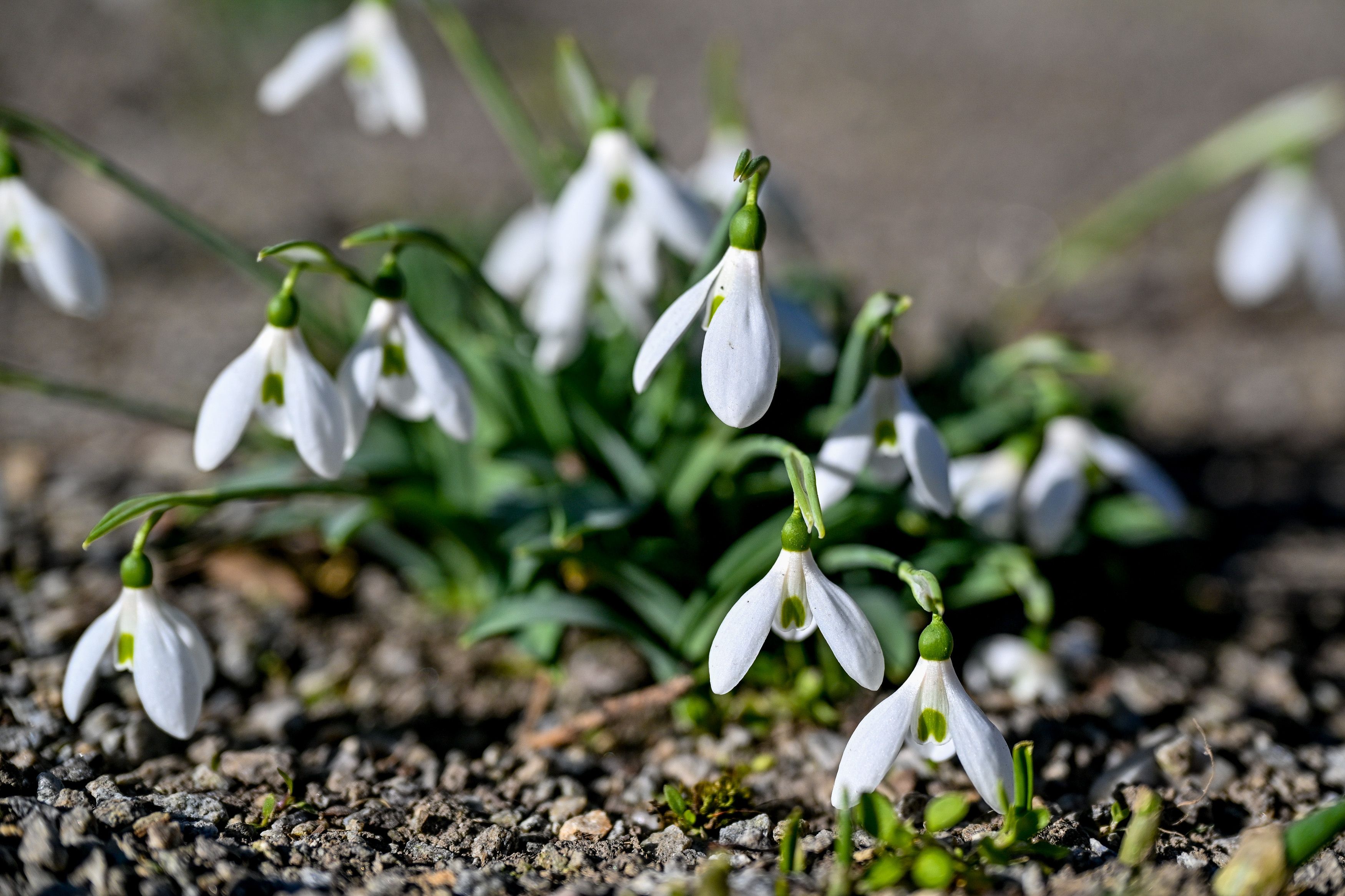 Frühlingsboten: Schneeglöckchen blühen bereits in Österreich.