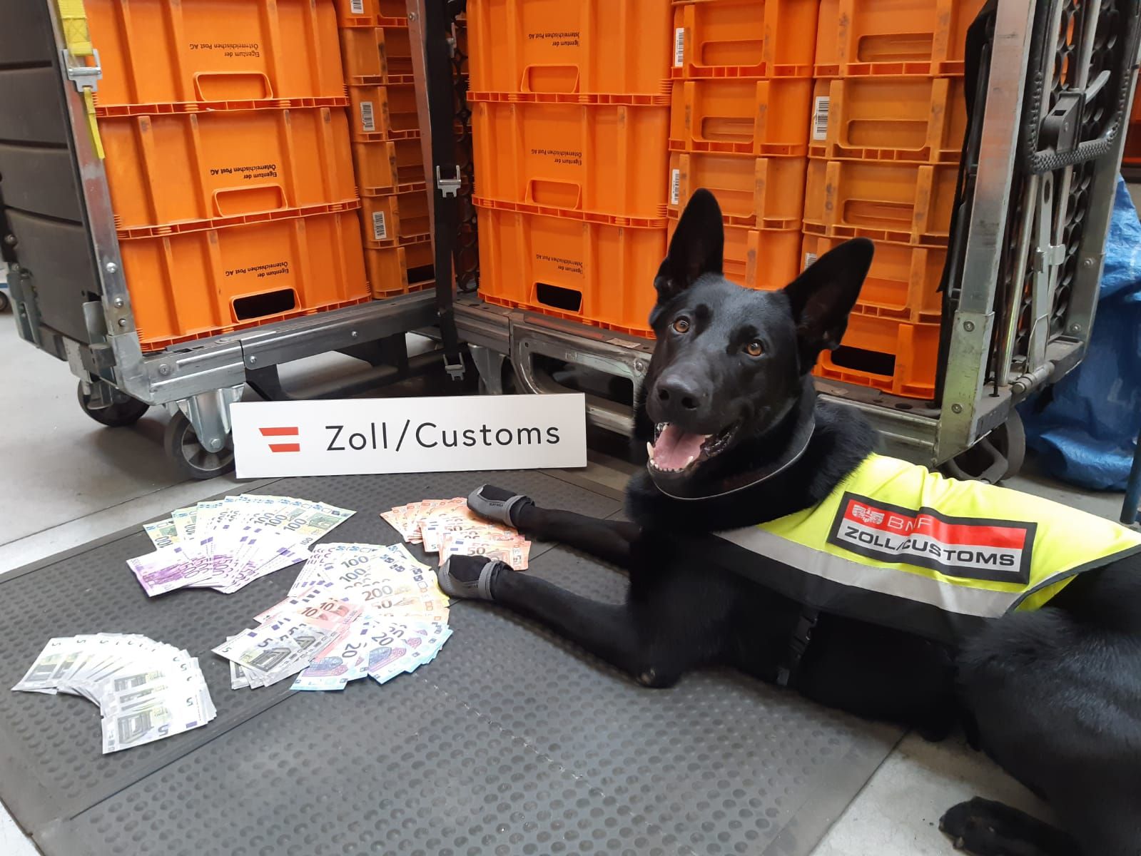 Die Spürhunde des Zollamts Österreich waren 2024 sehr erfolgreich.