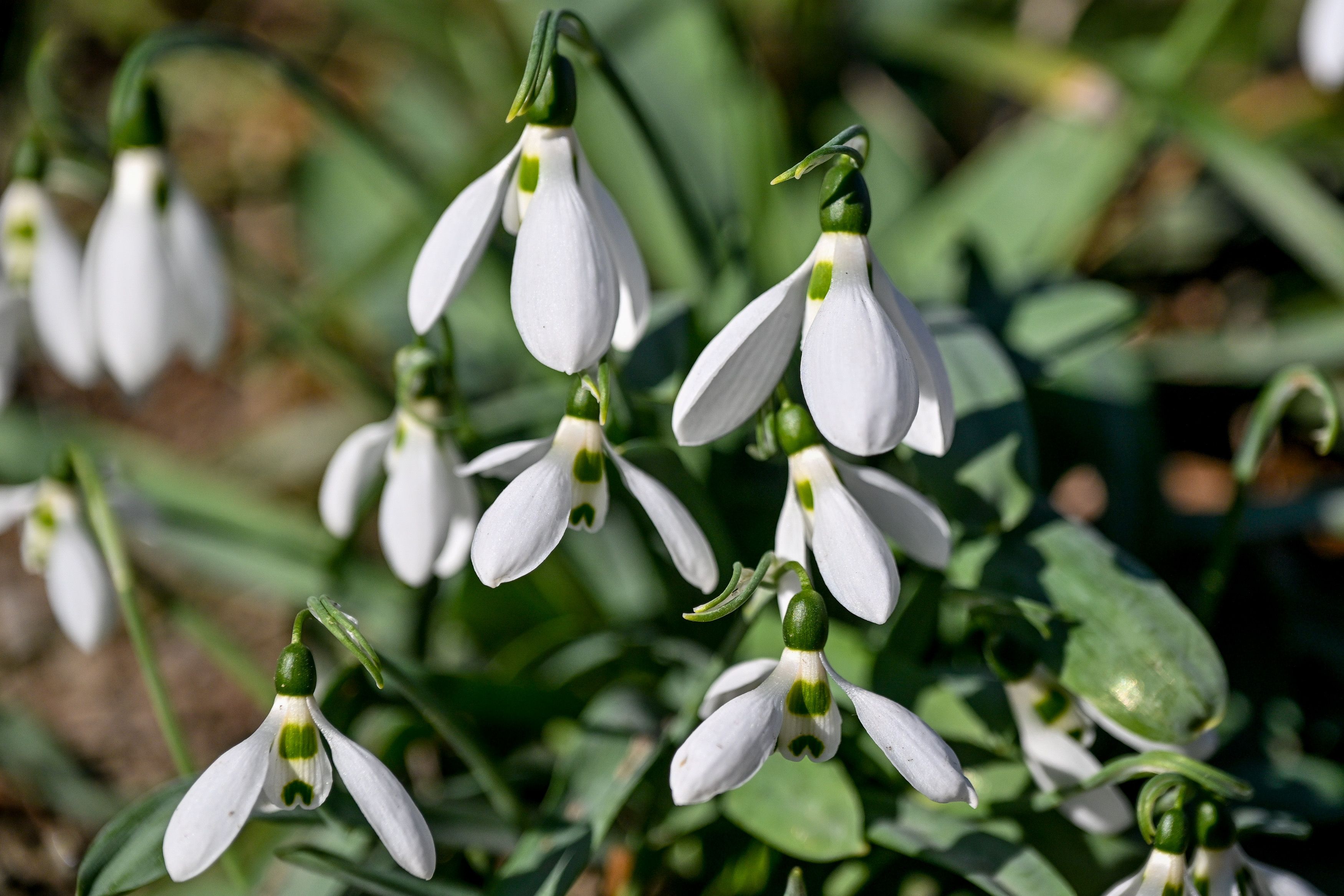 Hoch Ingeborg lässt die Temperaturen in der kommenden Woche kräftig steigen. (Symbolbild)