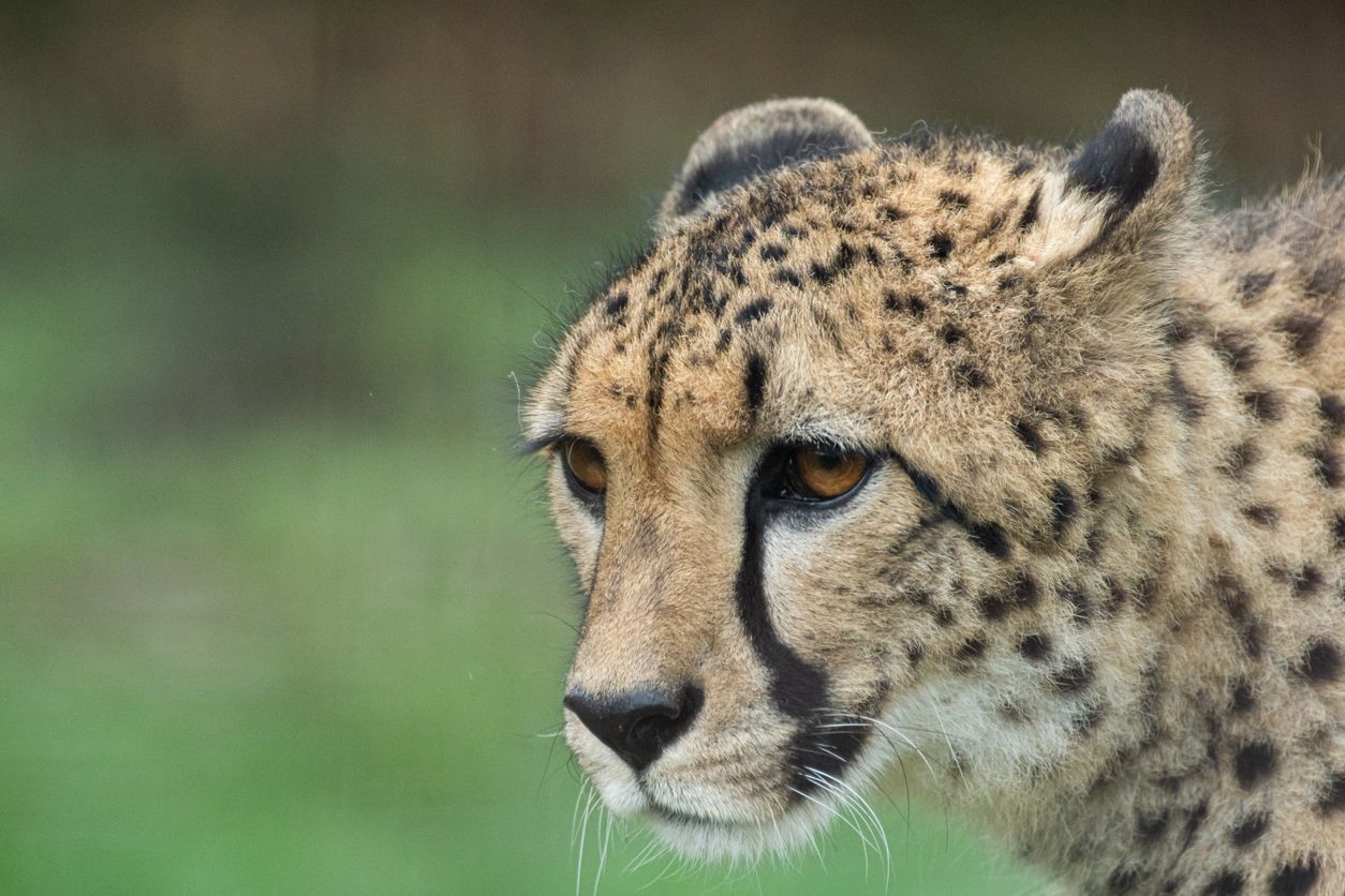 Noch vor einigen Jahren waren Geparden bis nach Indien heimisch – nun kommt der Asiatische Gepard nur noch im Iran vor.