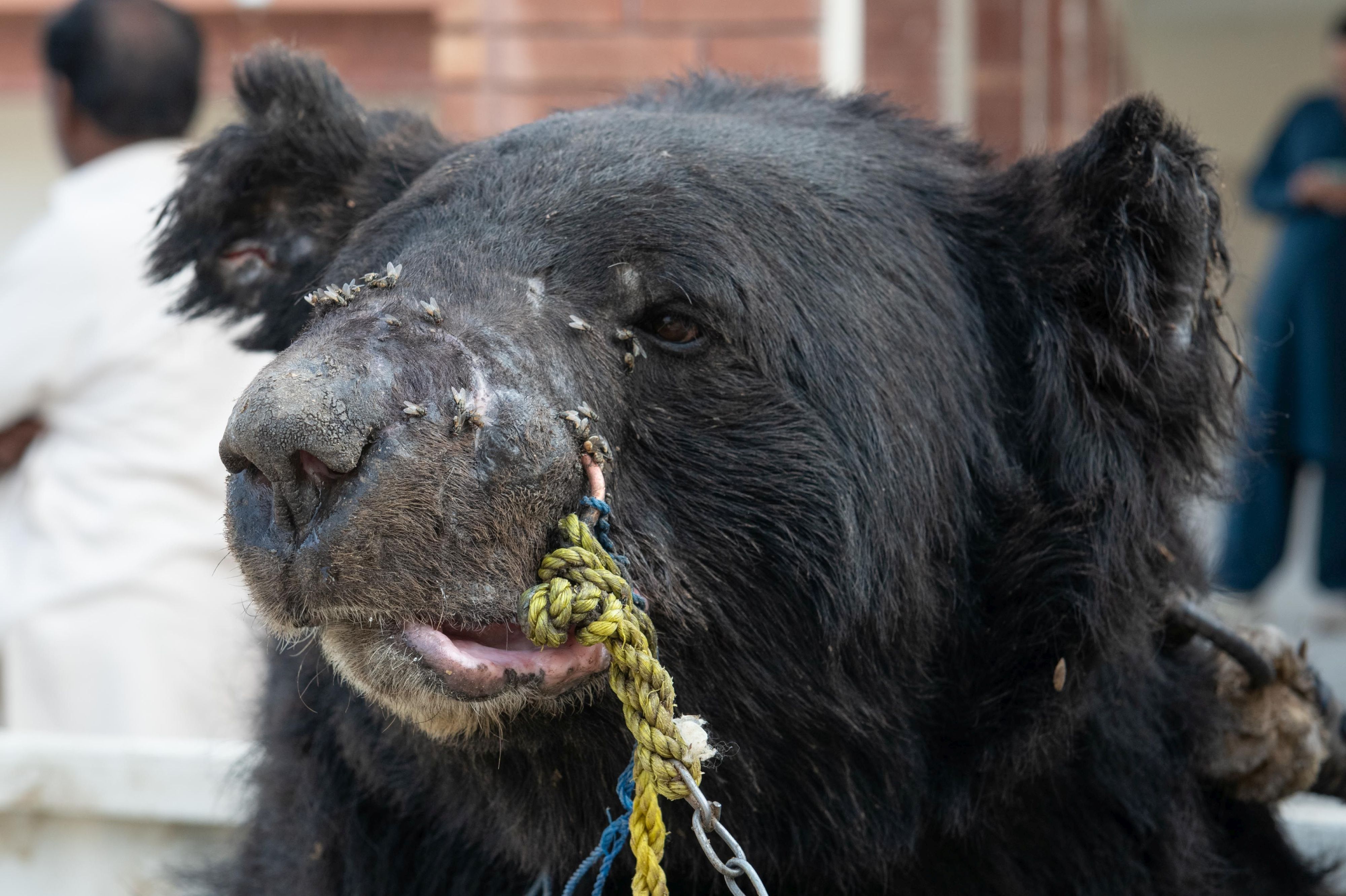 Unvorstellbar, wozu Menschen imstande sind! Der traurige Anblick von Kampfbär 