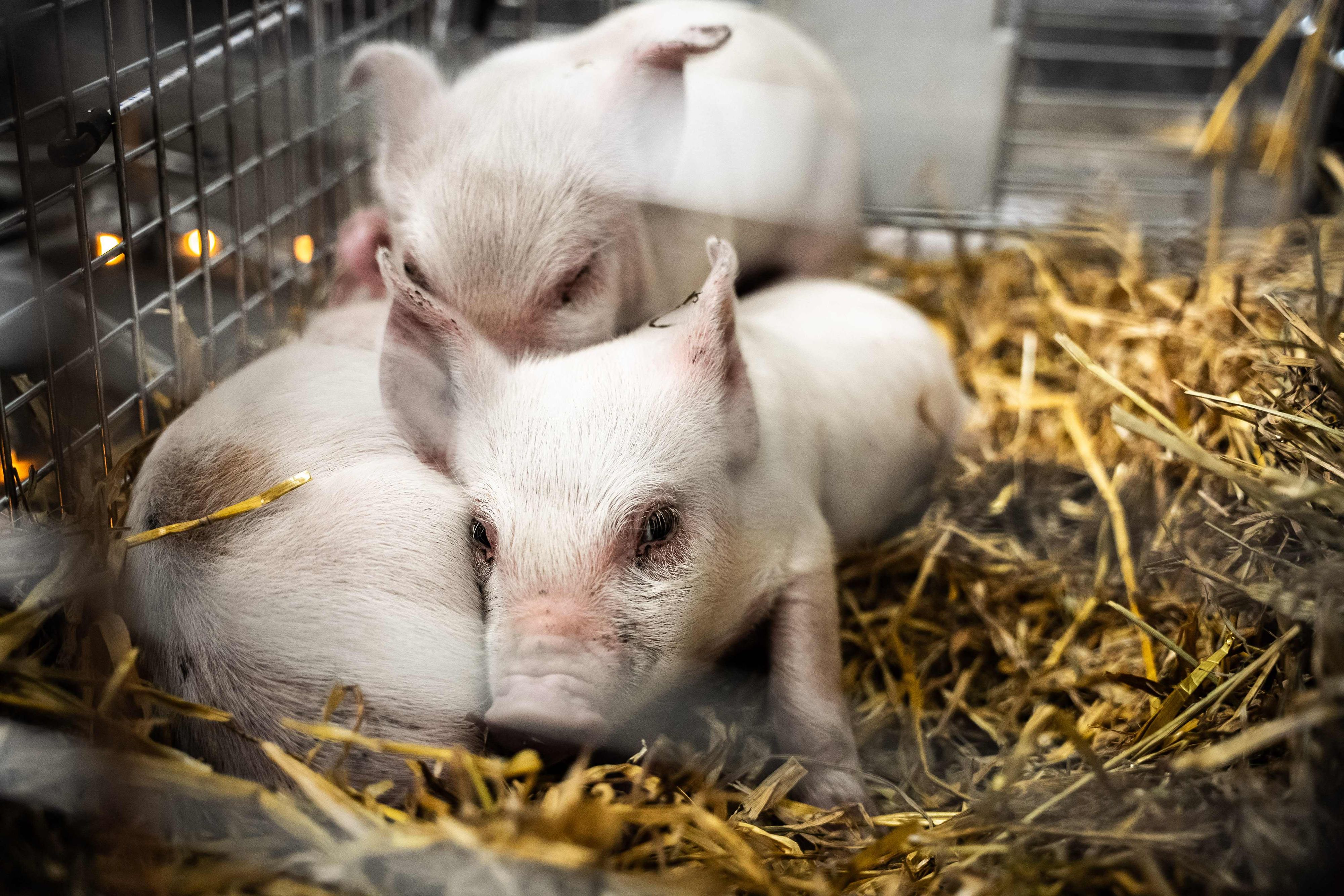 Unter dem Kunstprojekttitel 