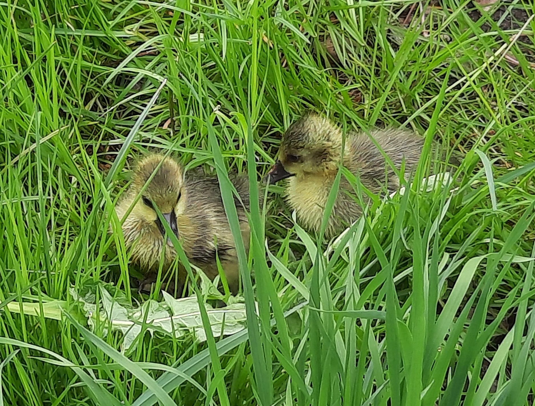 Bei der Pfotenhilfe in Lochen werden jährlich zahlreiche Gänseküken aufgezogen.
