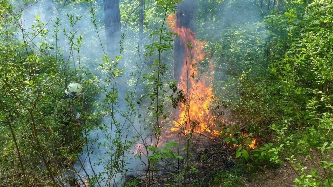 Brand bei Ternitz: Feuerwehr 2021 im Löscheinsatz