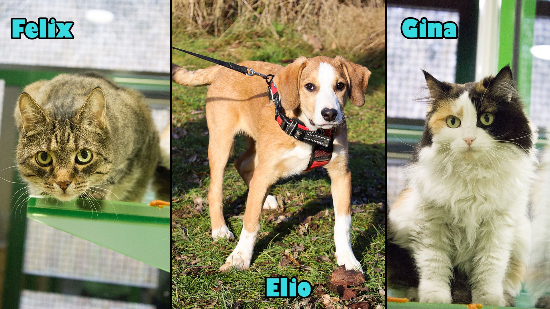 Im Tierheim Klagenfurt warten wieder ganz besondere Schützlinge auf ein liebevolles Zuhause.