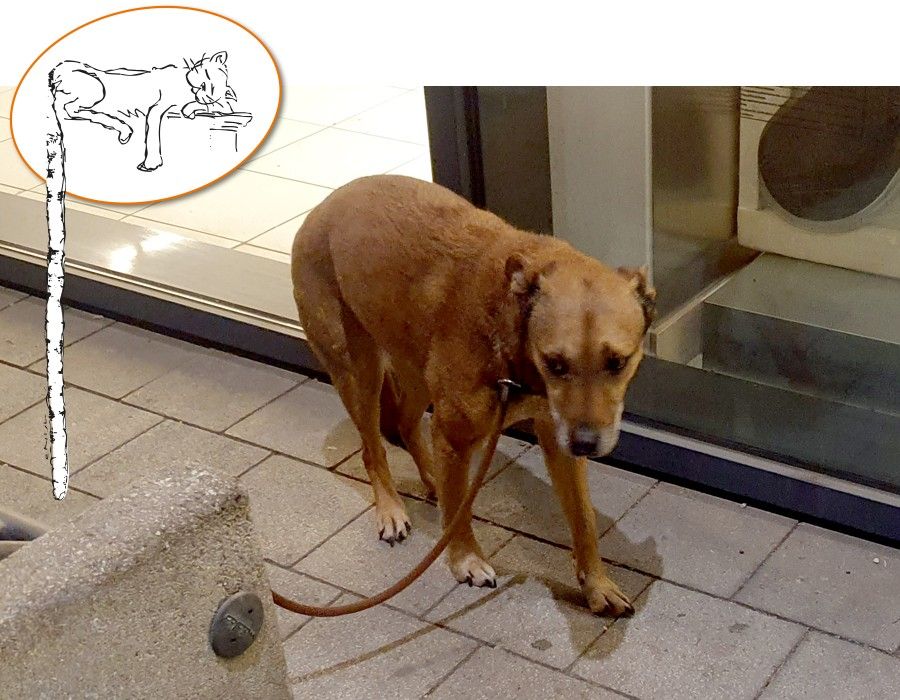 Die arme Hündin saß stundenlang angebunden vor einem Supermarkt.