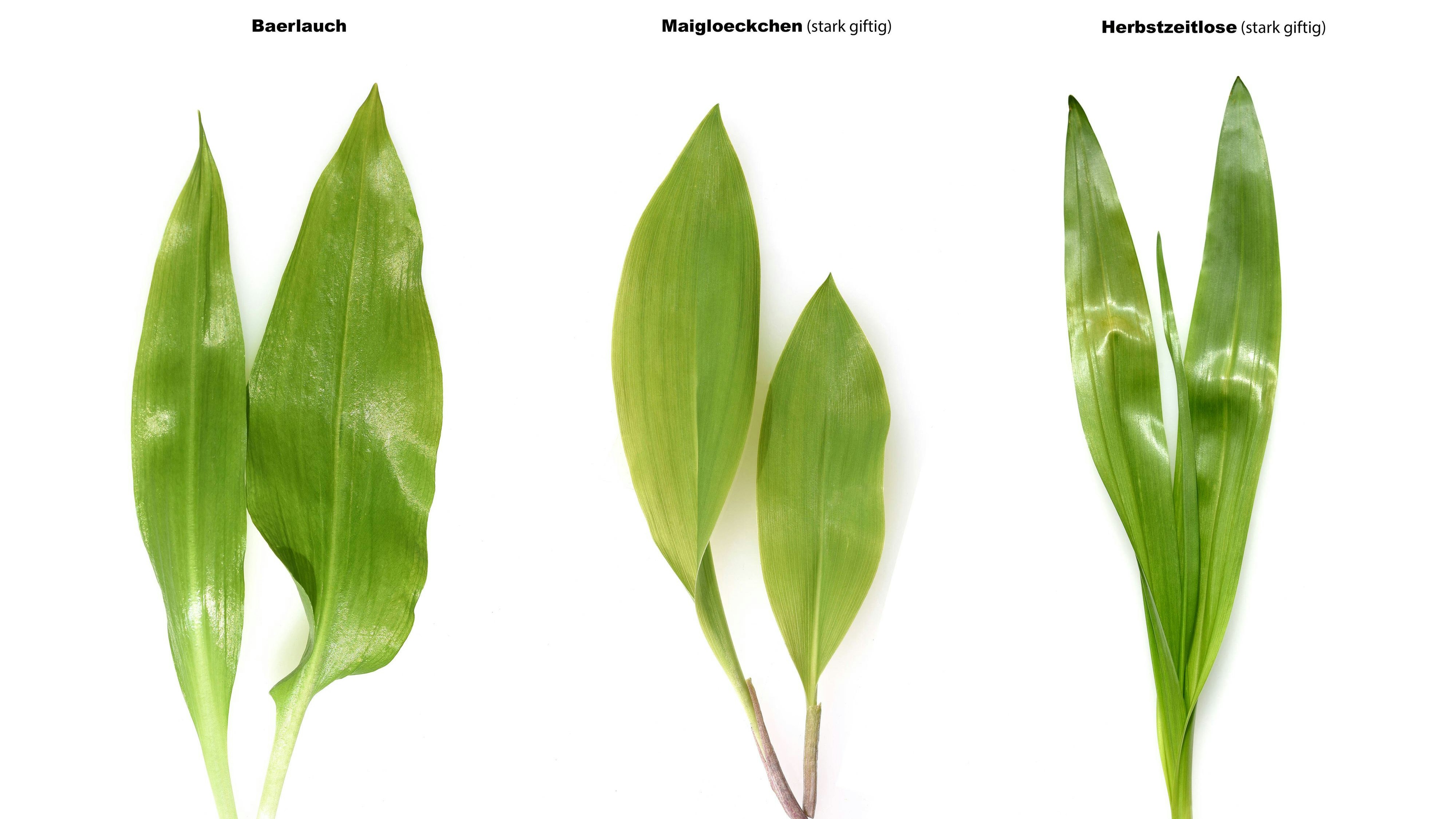 Bärlauch, Maiglöckchen oder Herbstzeitlose? Die Unterscheidung ist nicht ganz einfach.