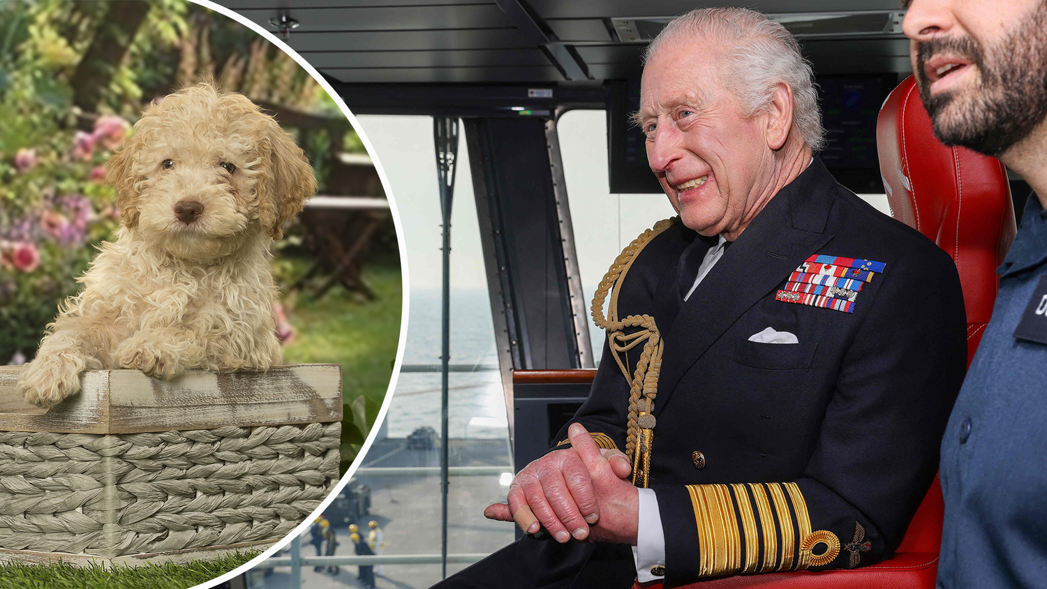 König Charles hat einen Lagotto Romagnolo Welpen geschenkt bekommen. (Symbolbild)