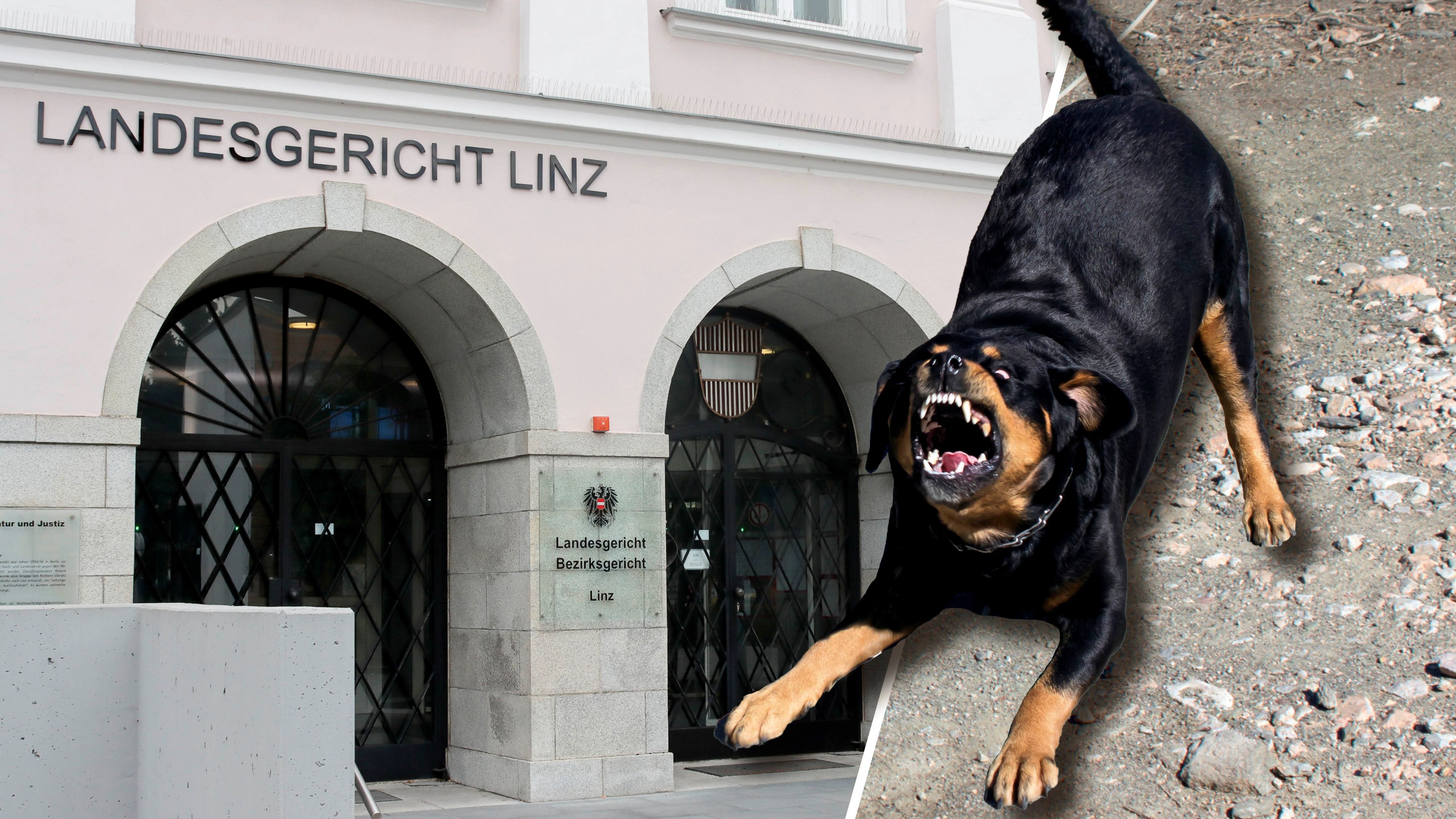 Ein Mädchen wurde von einem Rottweiler gebissen, in Linz fand der Prozess statt. (Symbolbild)
