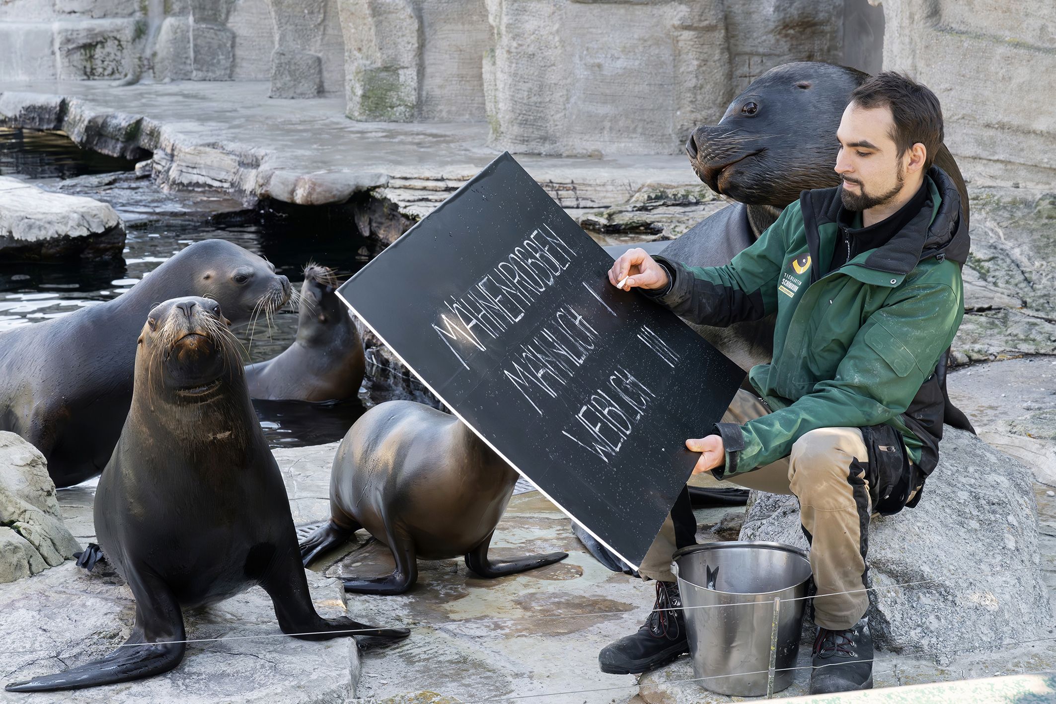 Tierpfleger im Tiergarten Schönbrunn dokumentiert das Geschlecht eines Seelöwen im Rahmen der jährlichen Inventur, bei der die Tierbestände gezählt und erfasst werden.