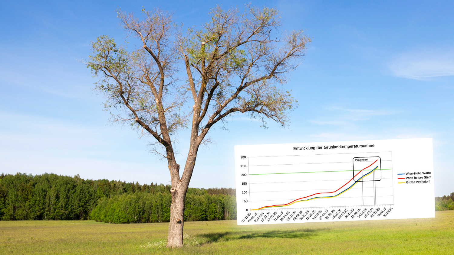 Schon nächstes Wochenende könnten sich erste Knospen zeigen. 