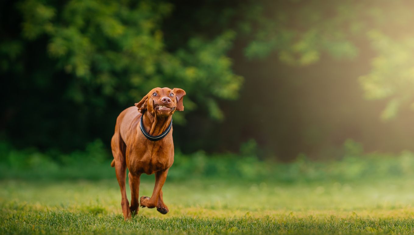 Fitnesstracker für Hunde liegen immer mehr im Trend. 
