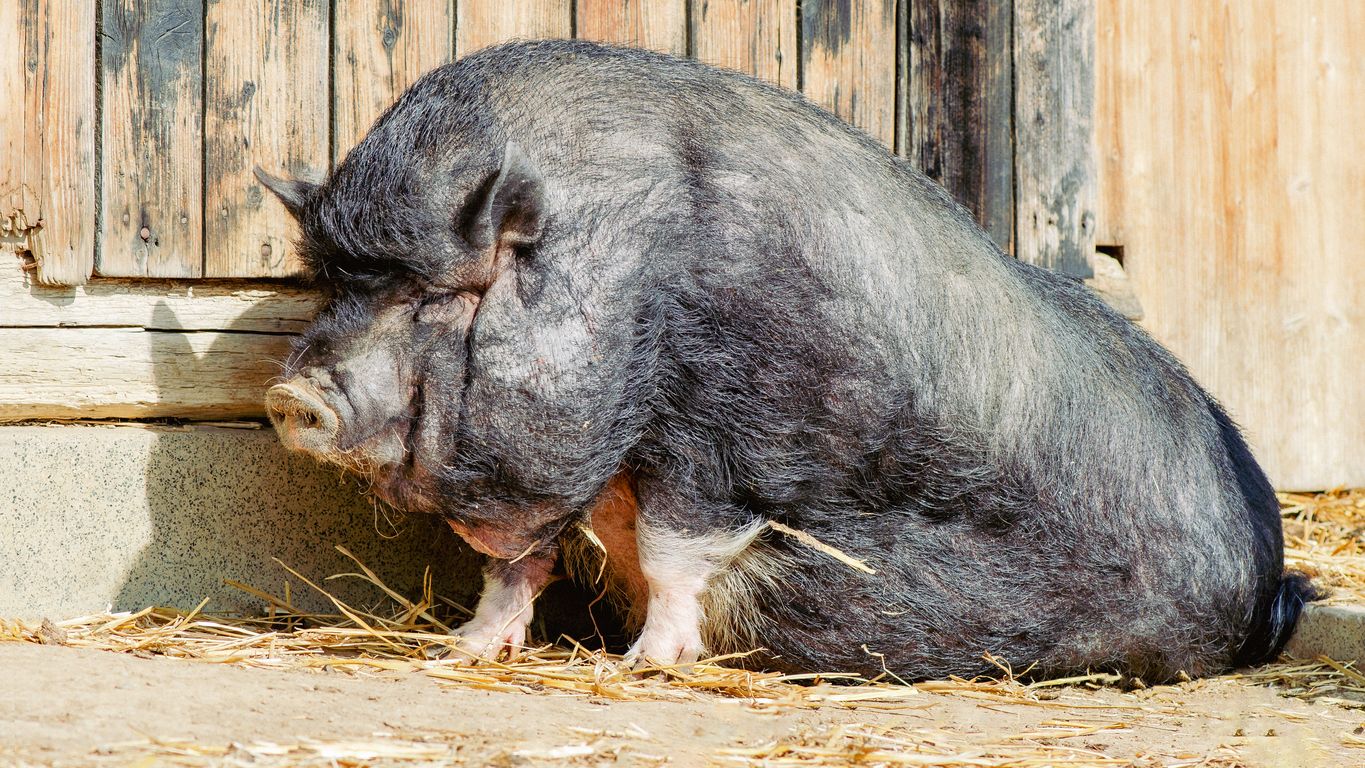 Wie das Hängebauchschwein in die missliche Lage kam, ist unklar.