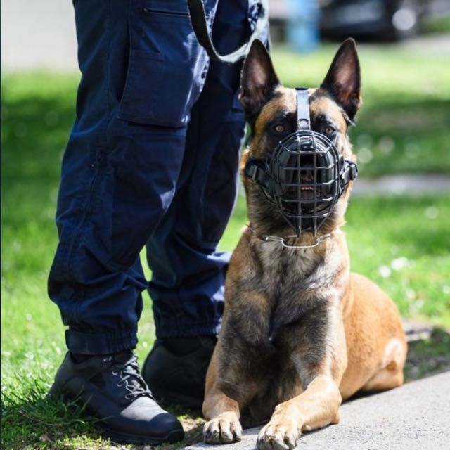 Polizeihund 