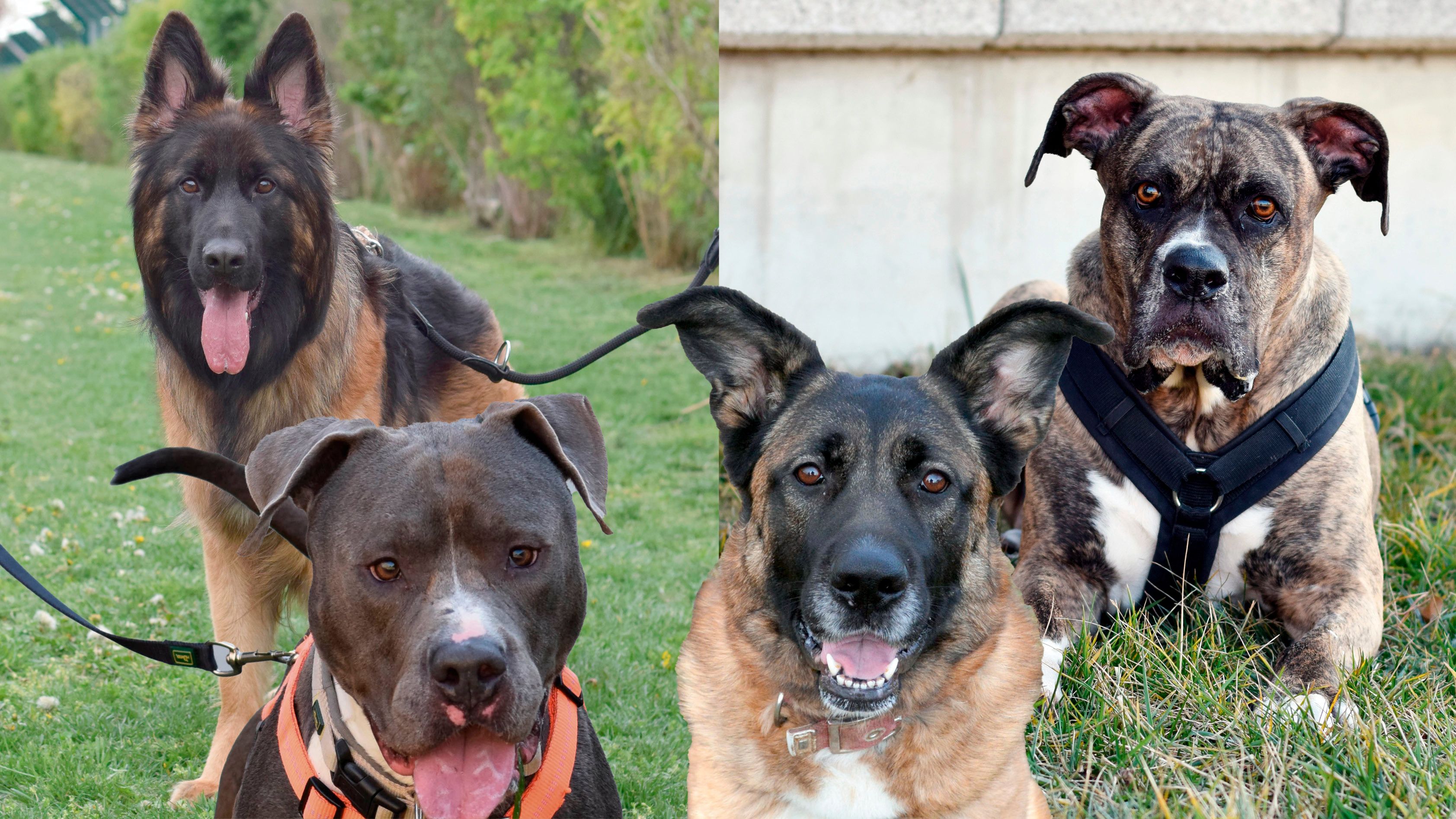 Vier Schützlinge warten noch auf ein neues Zuhause.