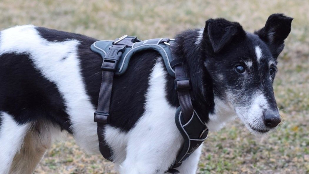 Bodo hat durch eine behördliche Abnahme sein Zuhause verloren.