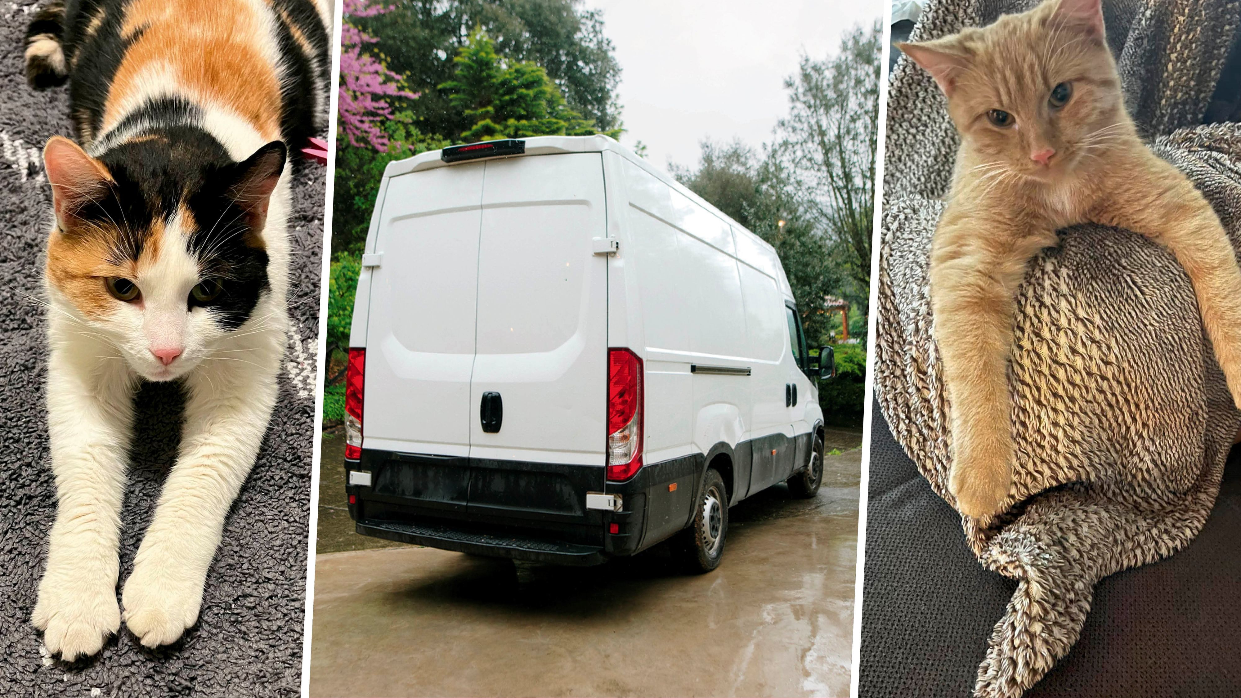 Nicht nur die Samtpfoten Elli und Mia sind seit kurzem spurlos verschwunden – die Bewohner verdächtigen einen weißen Transporter. (Symbolbild)