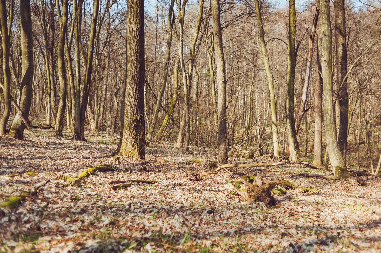 Aufgrund der anhaltenden Trockenheit, herrscht nach wie vor erhöhte Brandgefahr. (Symbolbild)