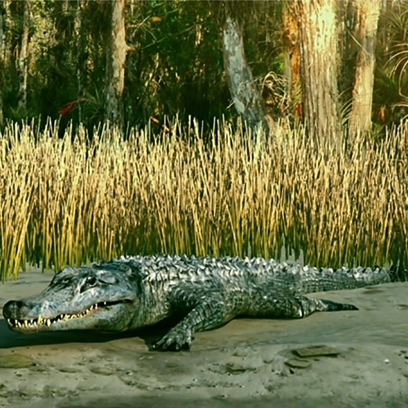 Am Speiseplan des Hernalser Krokodils standen Fische, Vögel, Schildkröten und kleine Säugetiere.