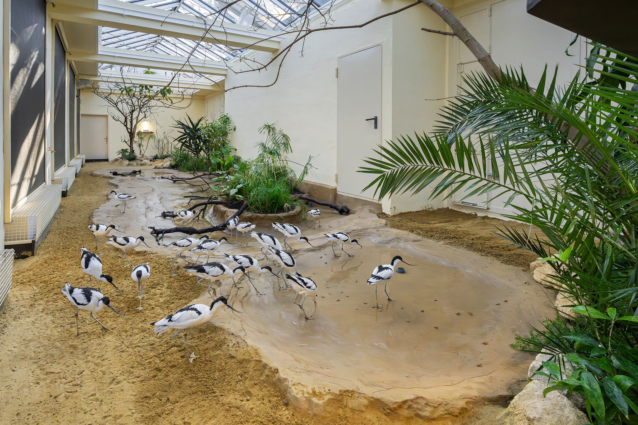 In der neuen Voliere sind auch die Säbelschnäbler wieder eingezogen.