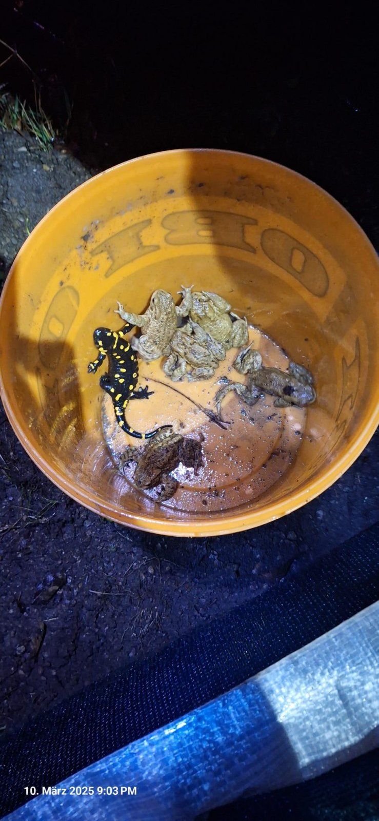 Über 130 Tiere haben die freiwilligen Helfer:innen des VGT Montagnacht und Dienstagmorgen sicher über die Straße bringen können.