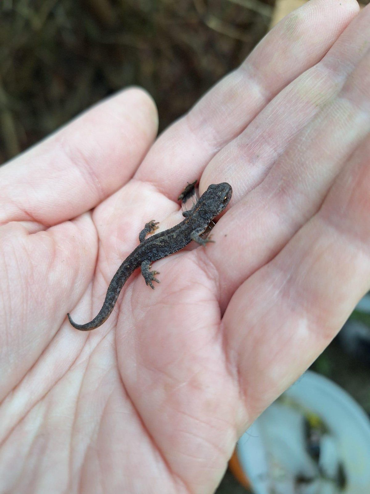 Mehr als 300 Amphibien konnten im Zuge des Osterwochenendes am Hanselteicher Krötenzaun umgesiedelt werden.
