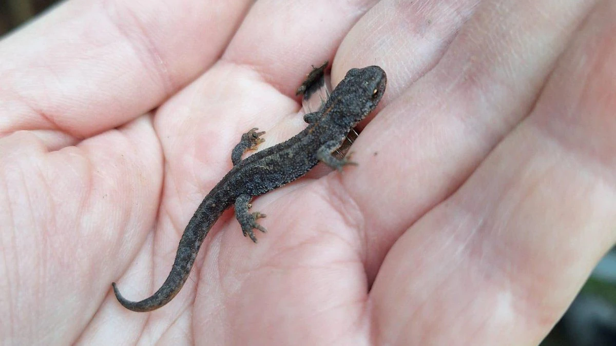 Heute.at - Frösche fliegen über Büsche! Trotzdem Erfolg in Wien