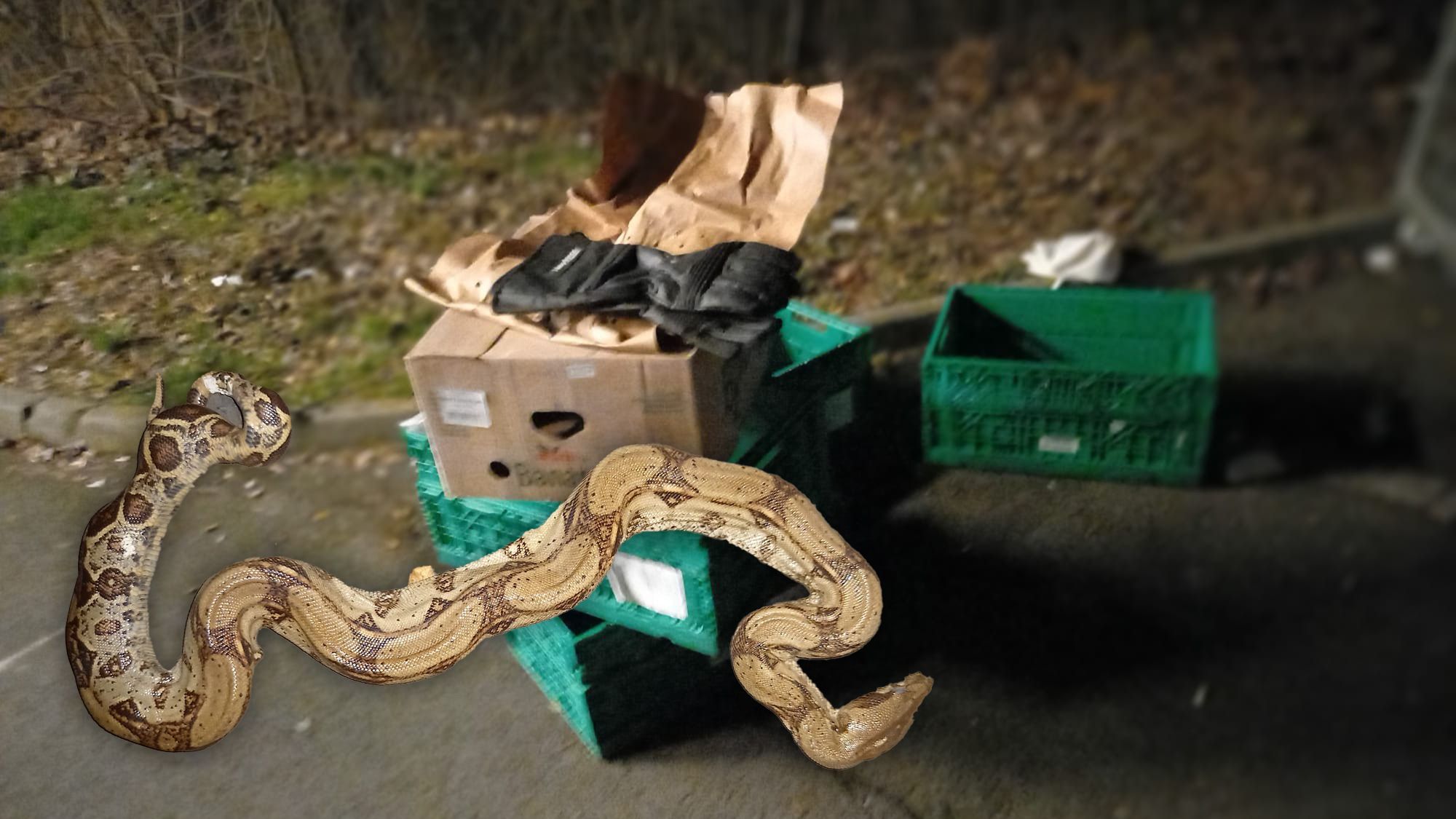 Kurioser Fund am Dienstag in der Steiermark.