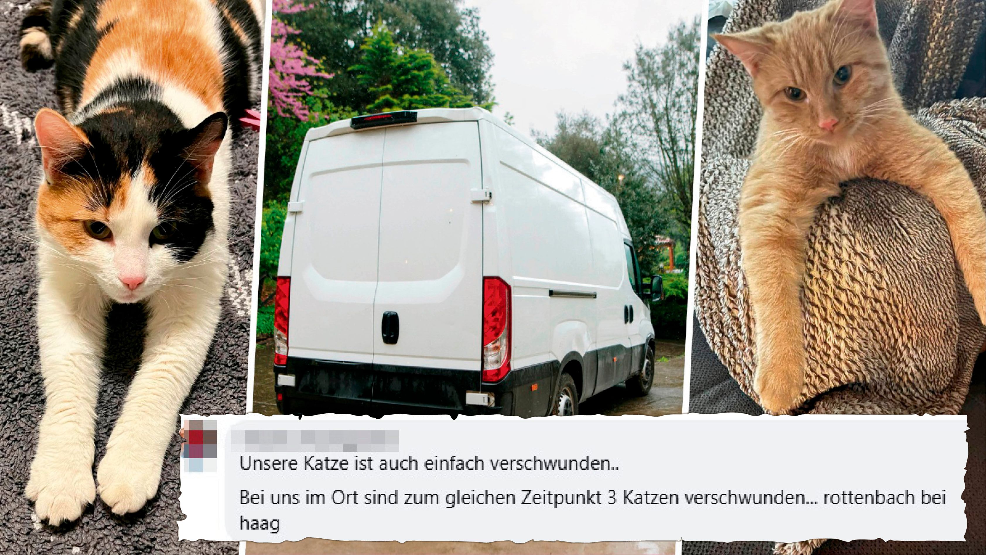 Nicht nur die Samtpfoten Elli und Mia sind seit kurzem spurlos verschwunden – die Bewohner verdächtigen einen weißen Transporter (Symbolbild). Und es gibt immer mehr Fälle.
