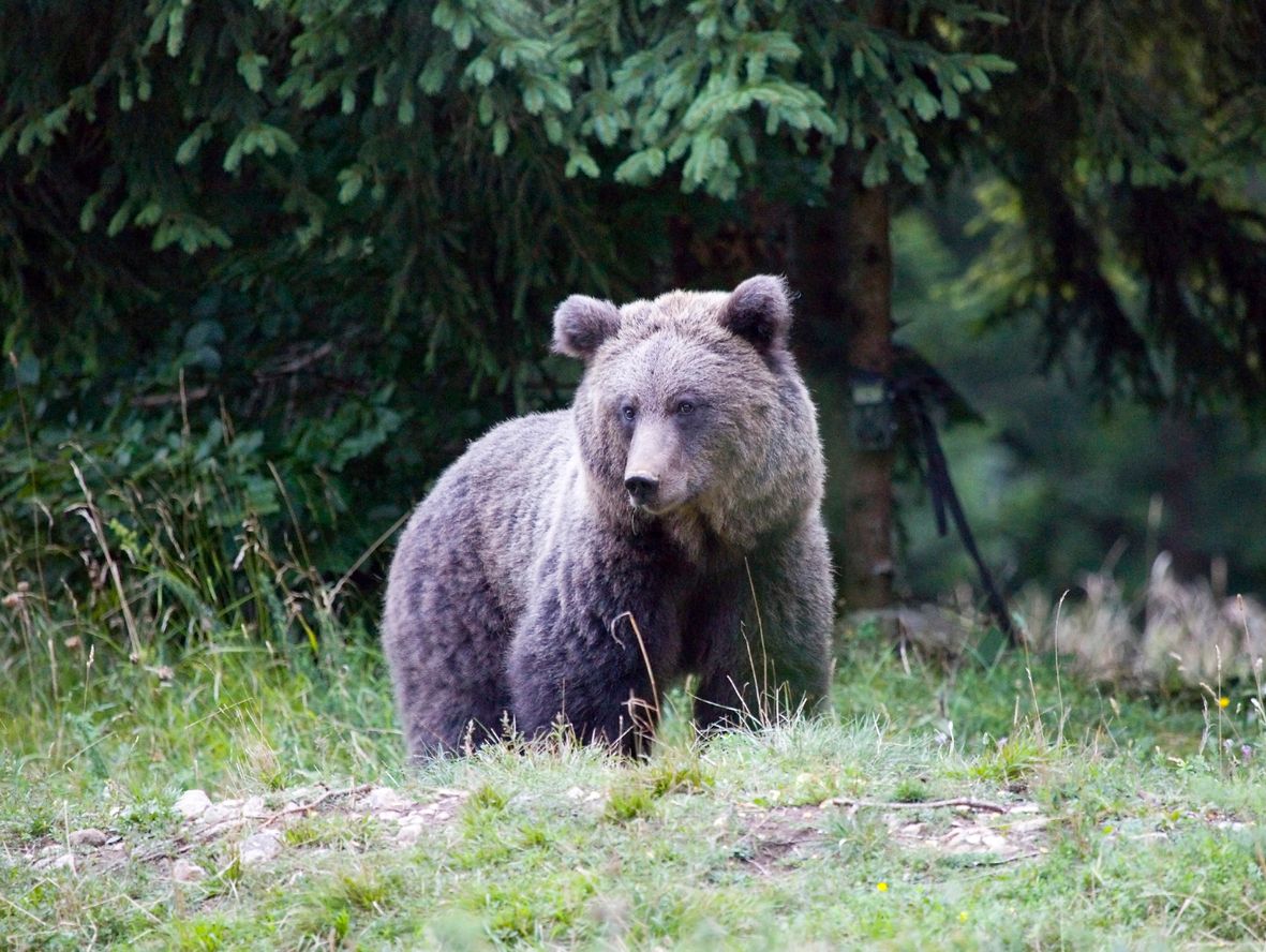 In Tirol soll ein Bär zwei Esel gerissen haben. (Symbolbild)